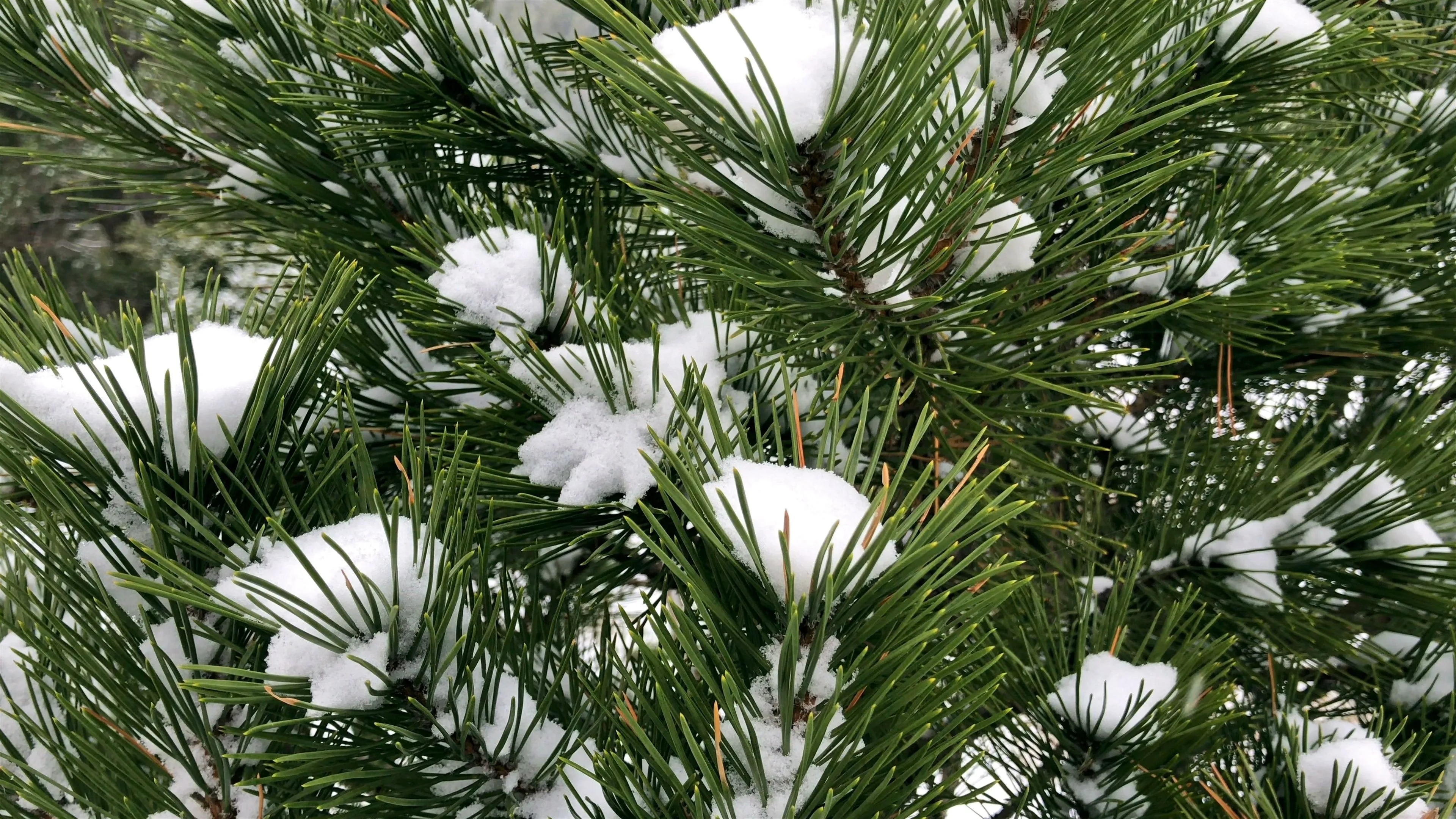 Snow Dusted Pine Branches Shining on a Cold Winter Day