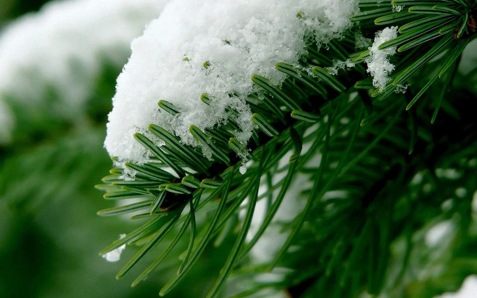 Snow Resting on Pine Leaves in a Zoomed View Forest Shot