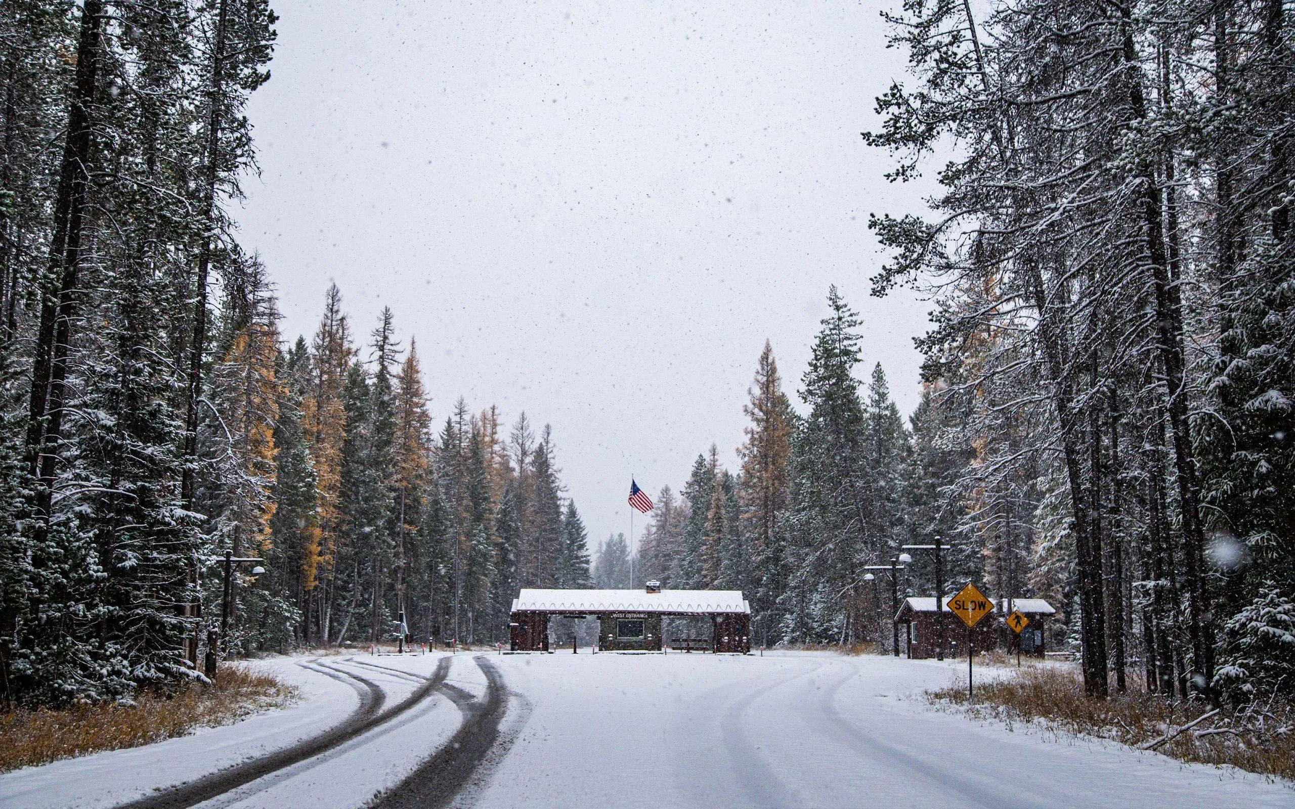 Snowy Forest Path Surrounded by Tall Quiet Trees image