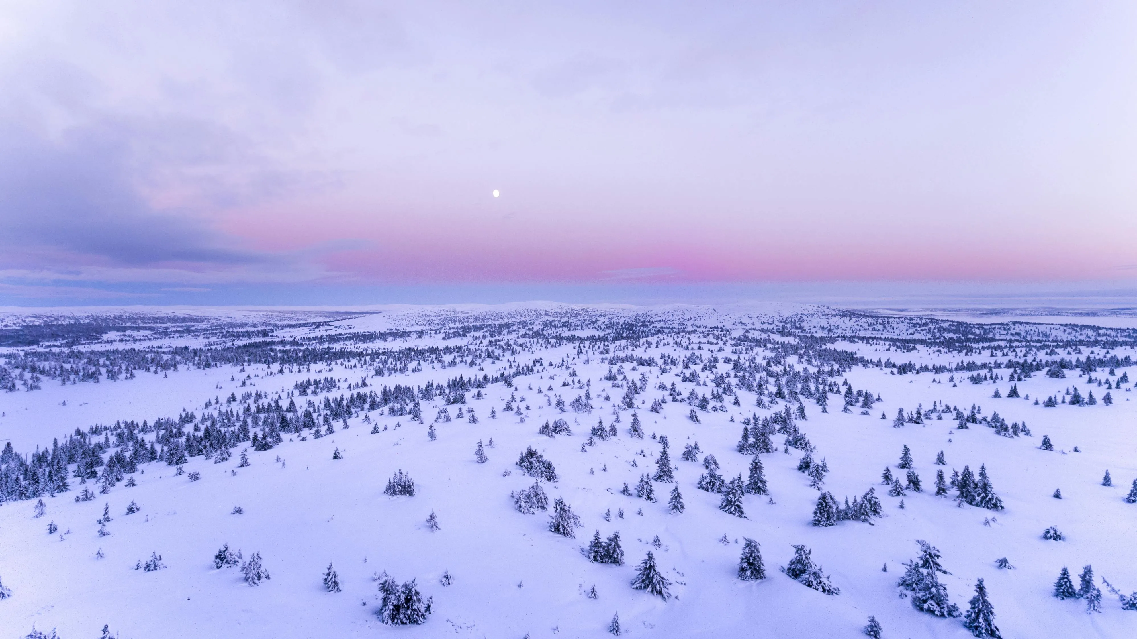 Snowy Landscape with Trees and Small Pines Under a Pink Sky