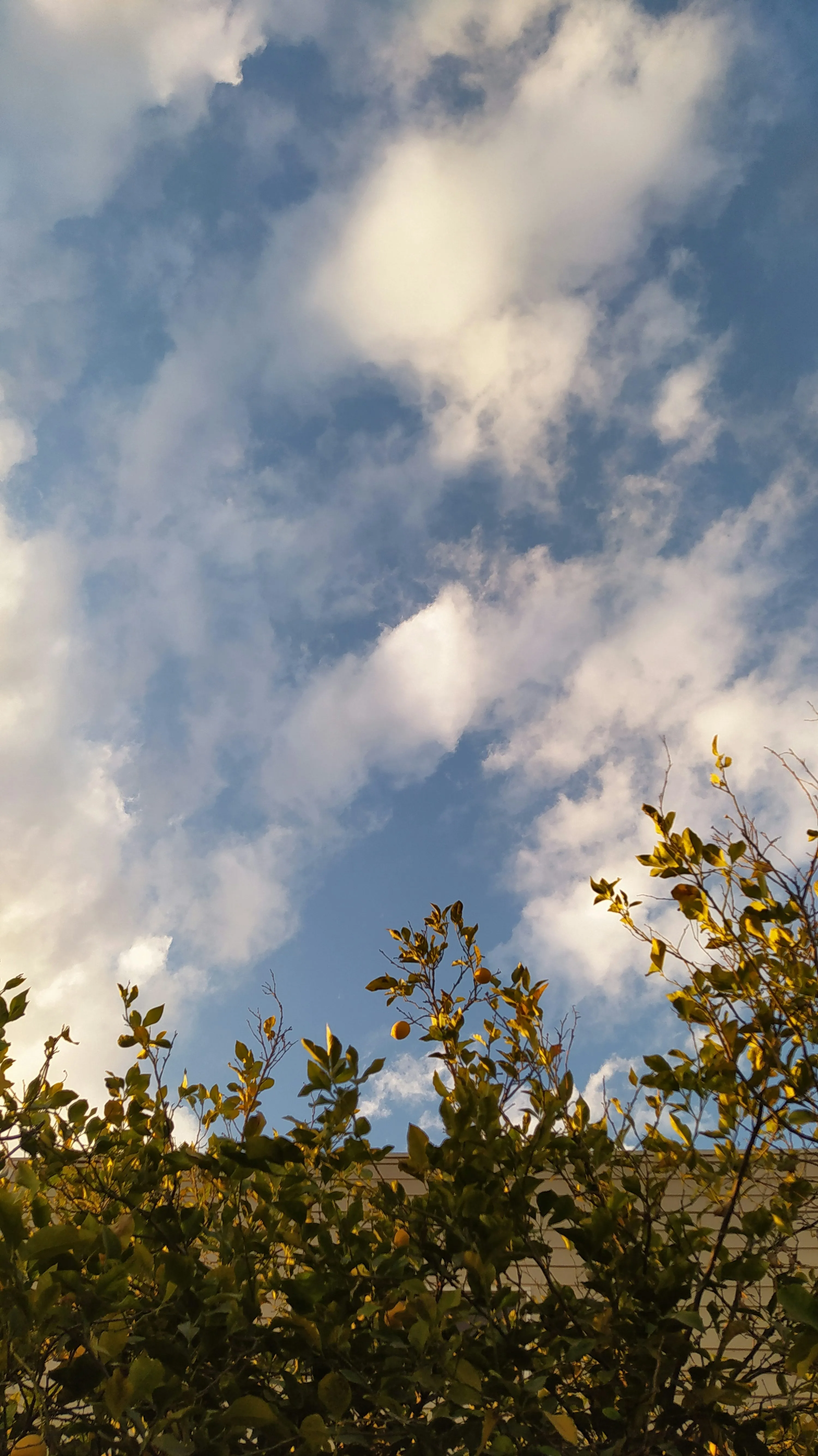 Soft Blue Sky with Light Clouds Above Tree Branches