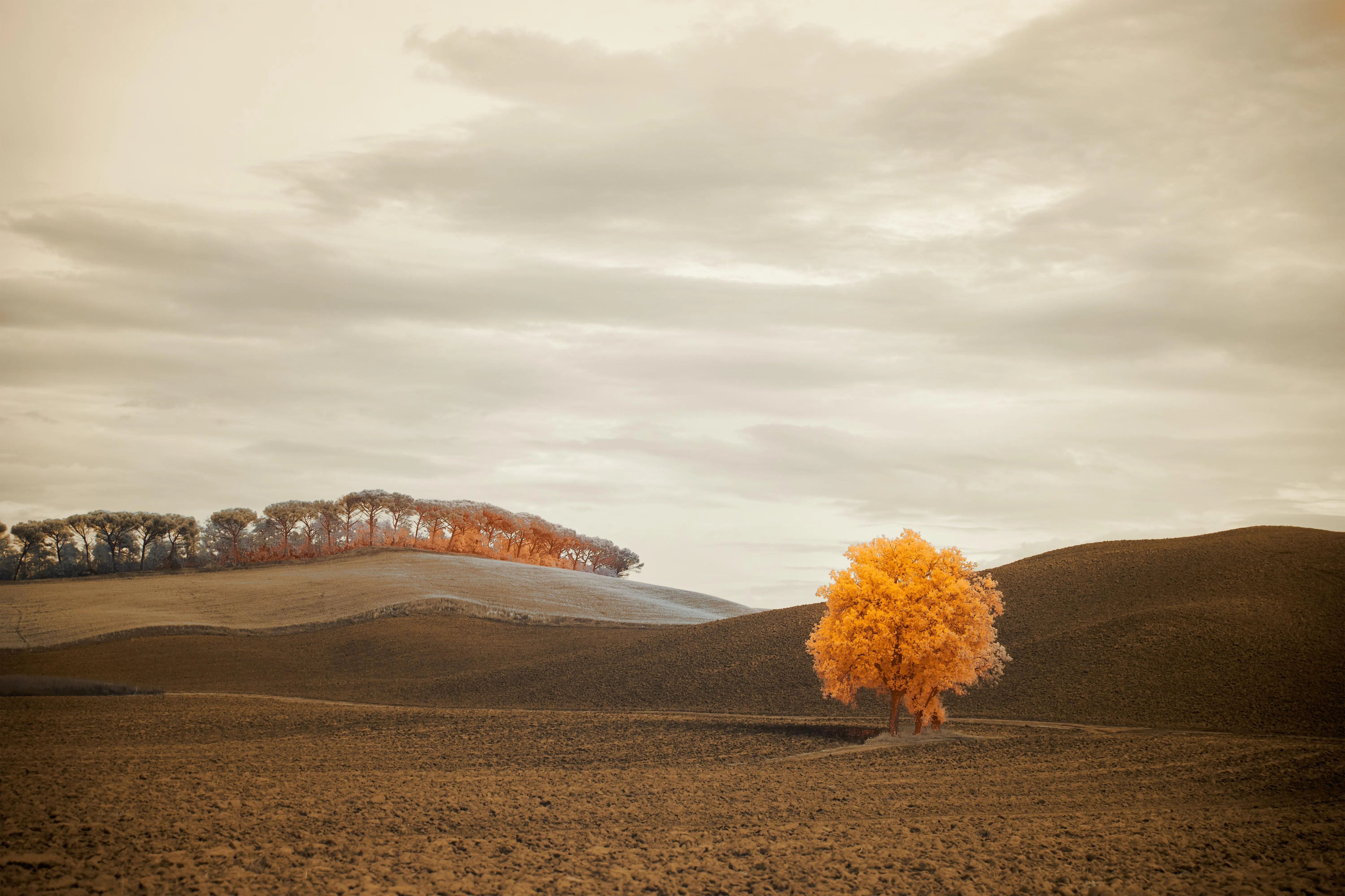 Solitary tree on lakeshore with golden autumn leaves