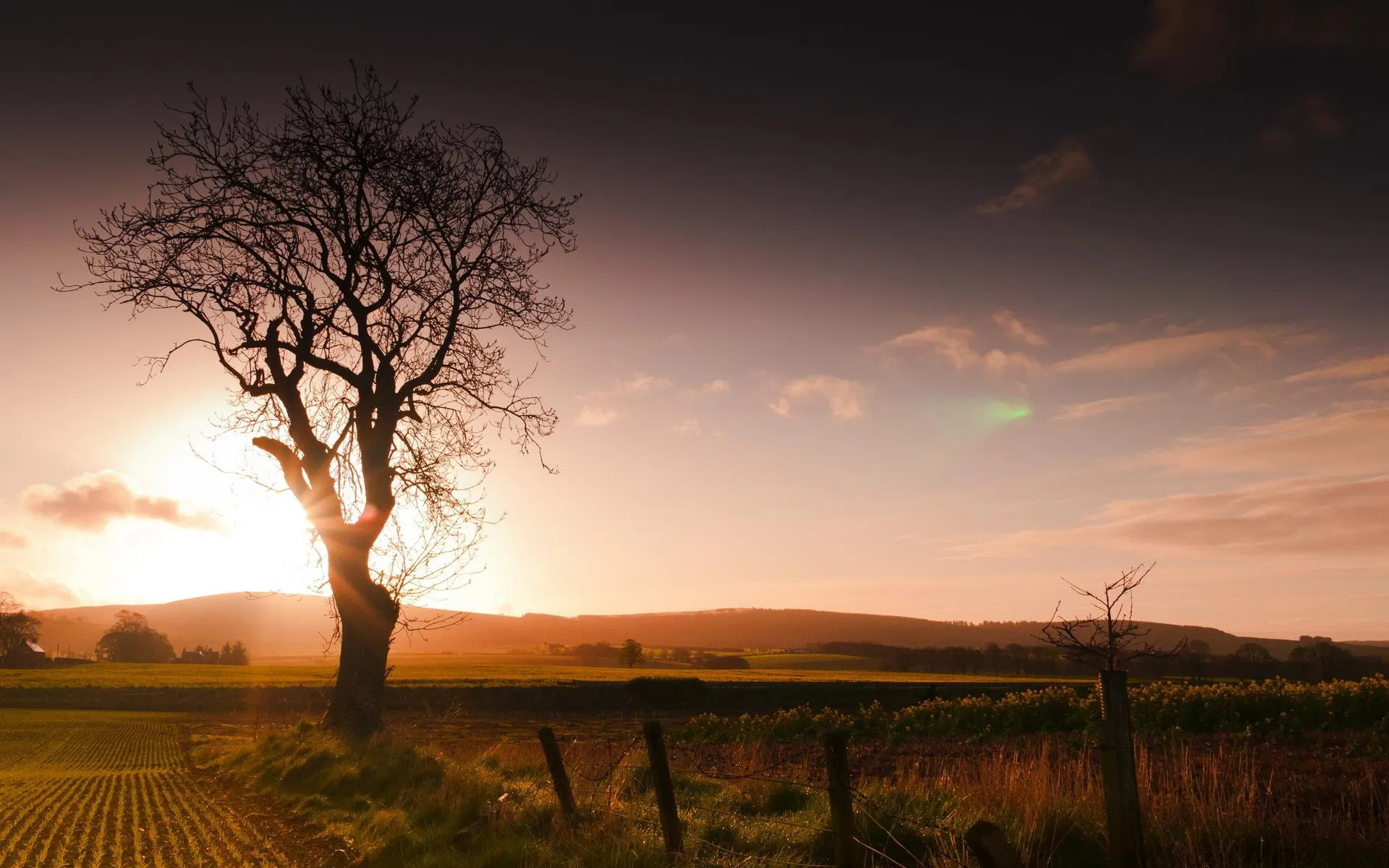 Solitary Tree Silhouetted Against an Orange and Purple Sunset