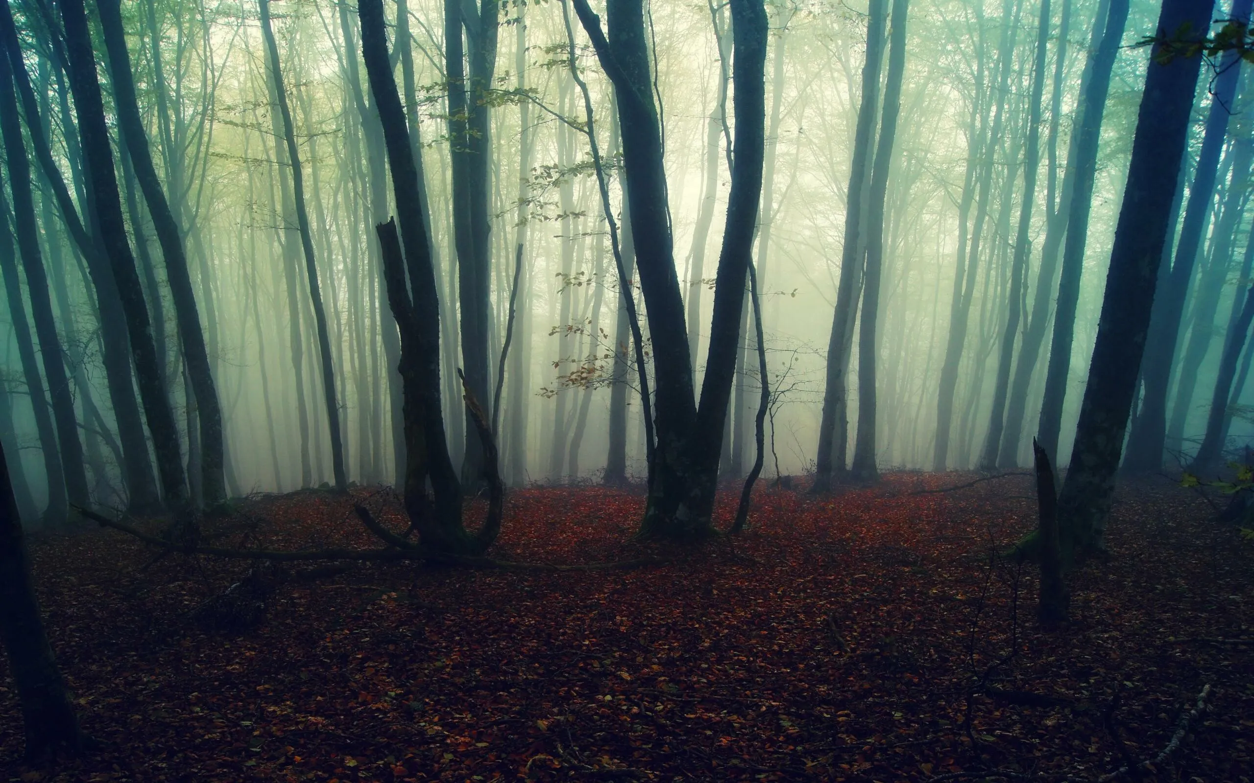 Spooky Dark Forest with Fog with Crooked Trees HD Wallpaper
