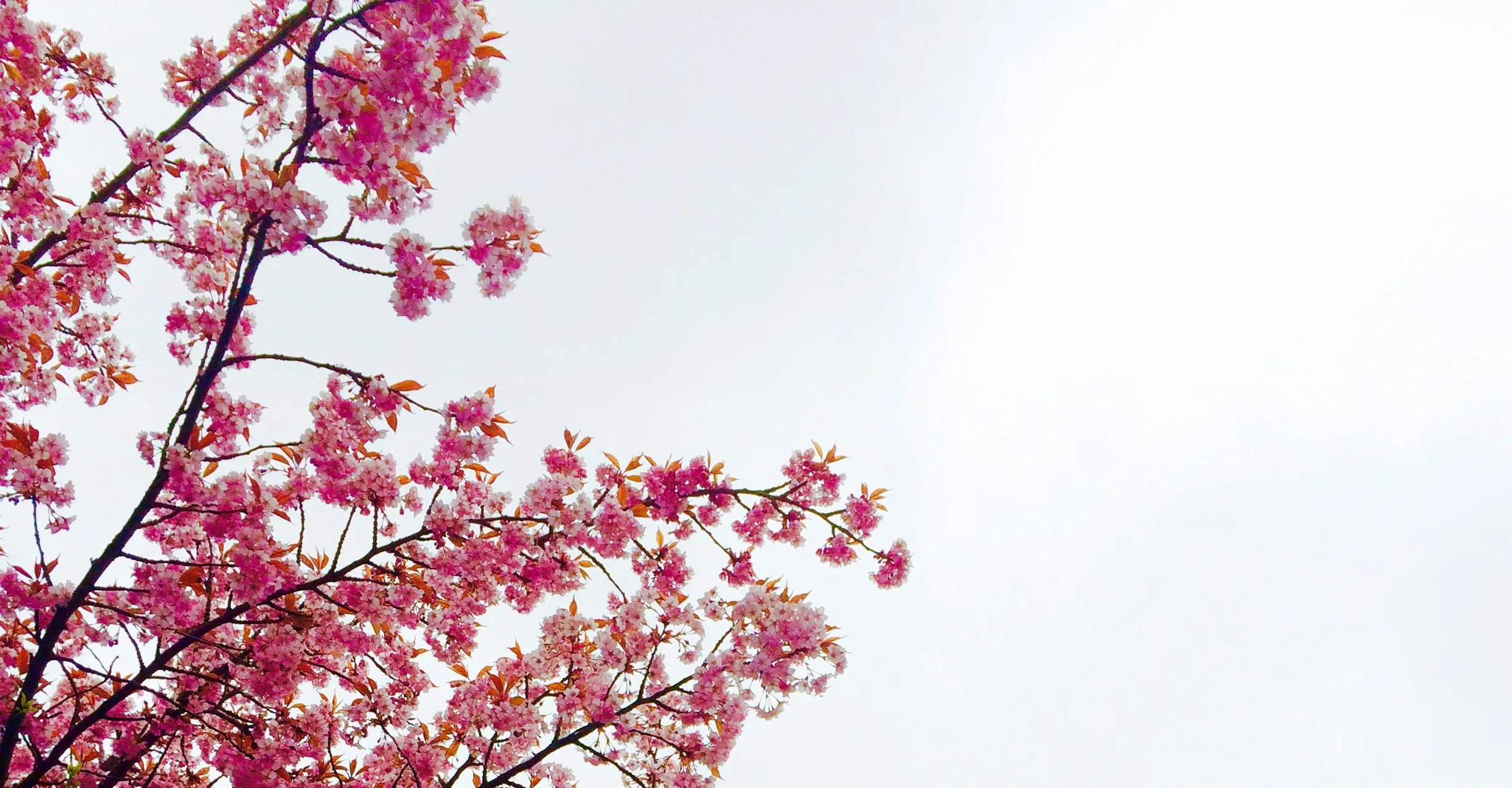 Spring Blossoms Under Bright White Sky HD Free Wallpaper