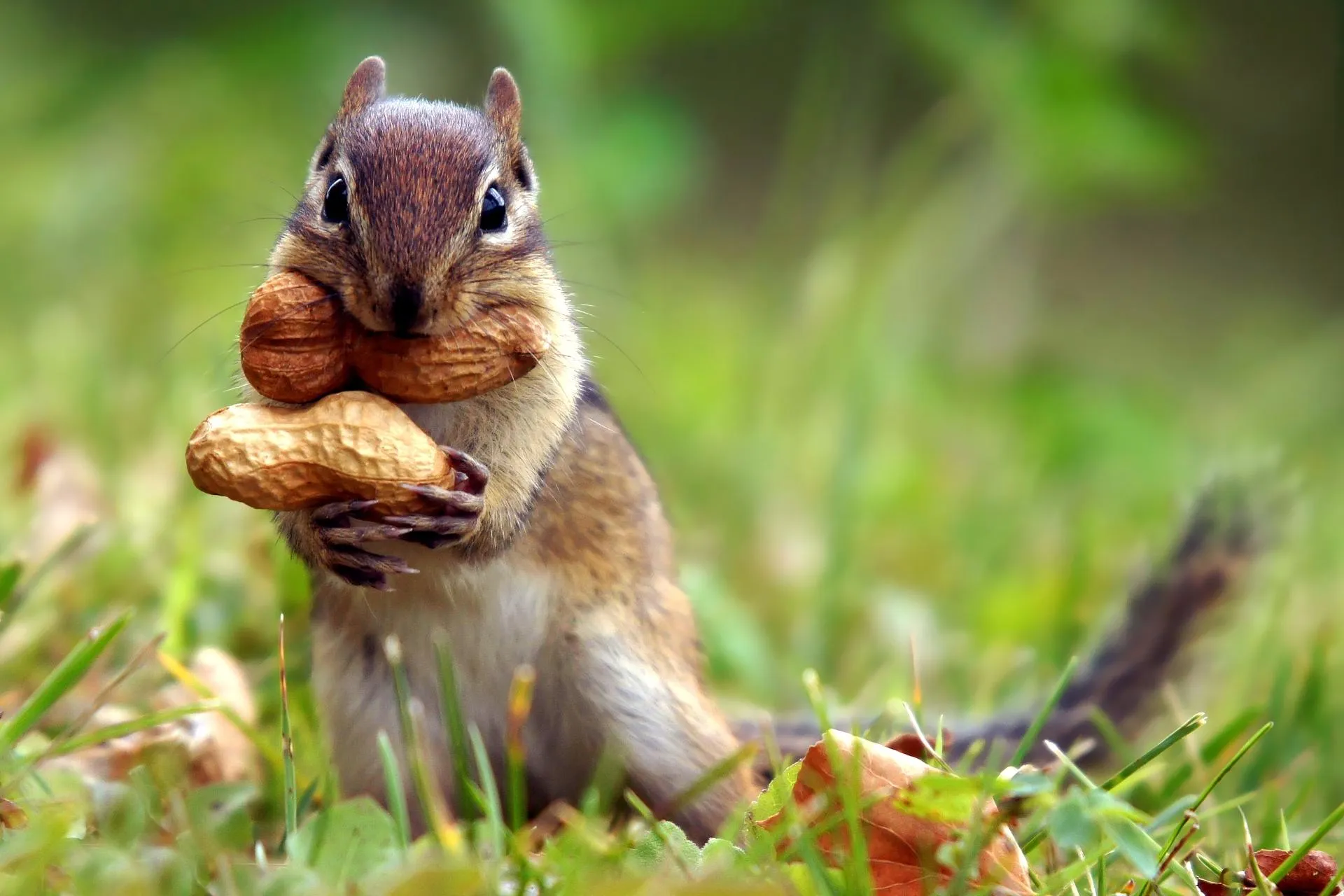 Squirrel holding a nut in lush green forest ground