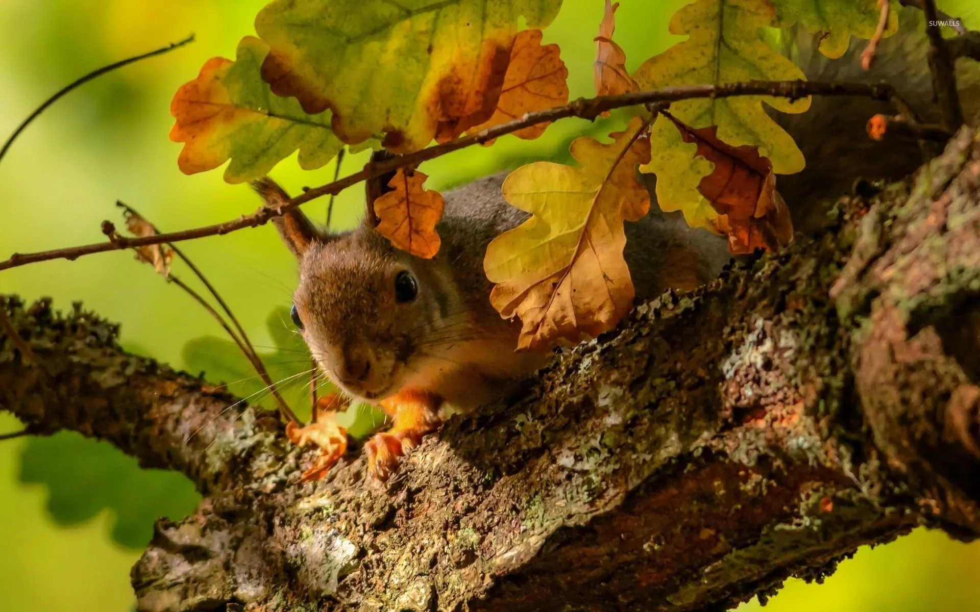 Squirrel Sitting on a Branch Surrounded by Autumn Leaves
