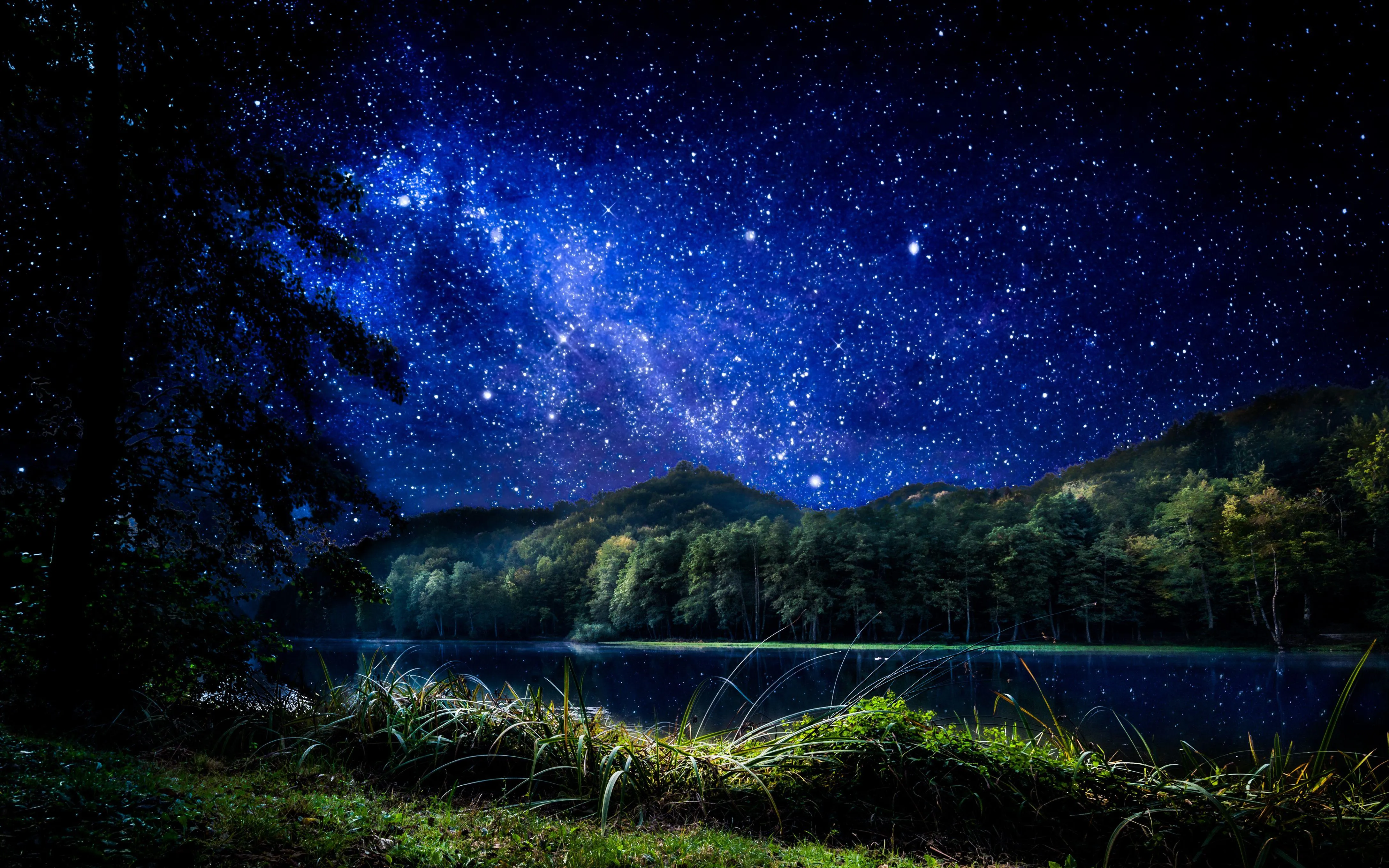 Starry Night Sky Over Trees in Peaceful Forest image