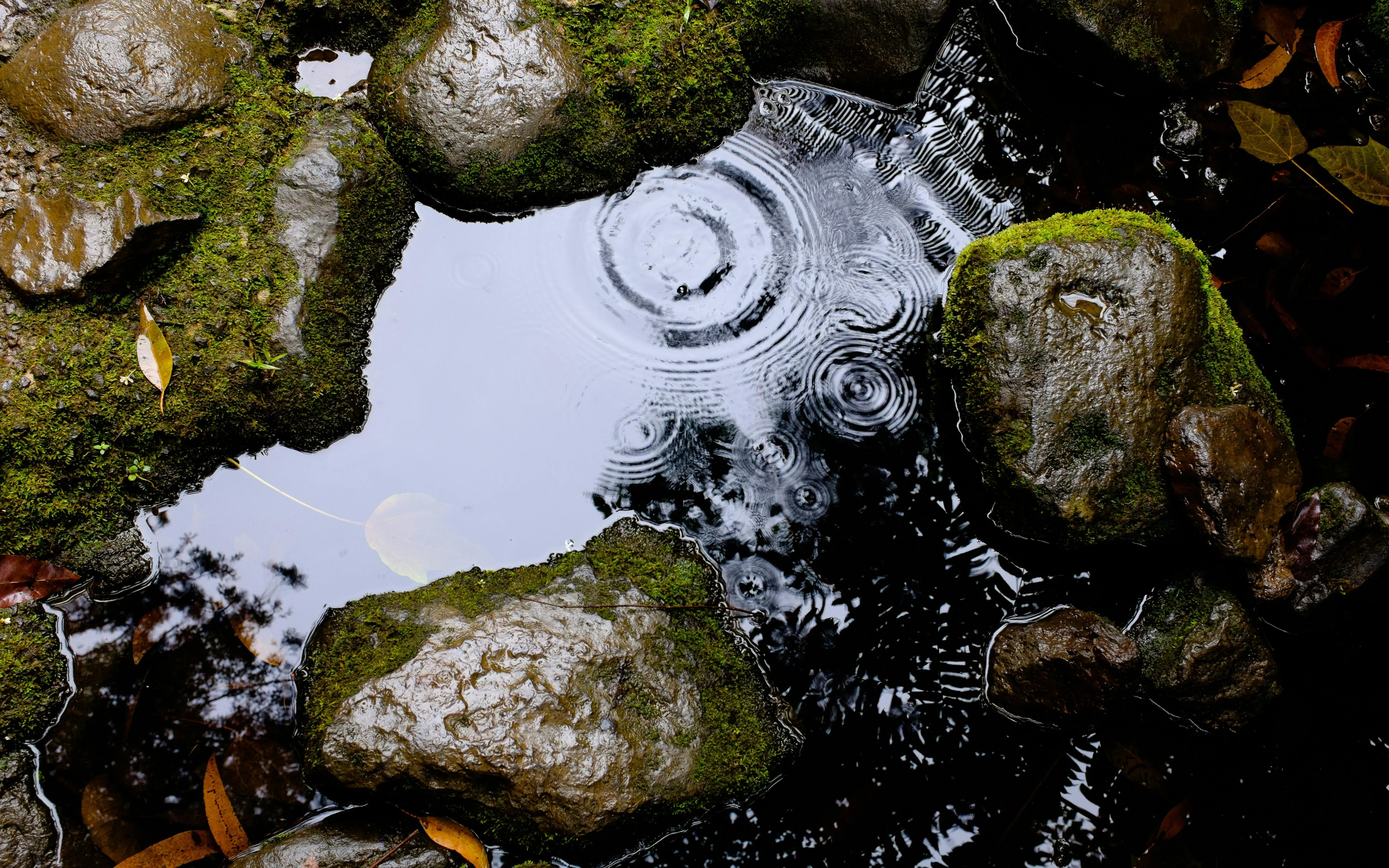 Stones and Leaves in Stream with Light Rainfall Image