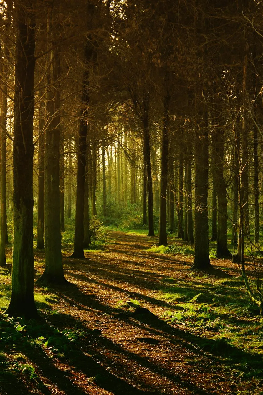 Straight Forest Path with Golden Filtered Sunlight Wallpaper