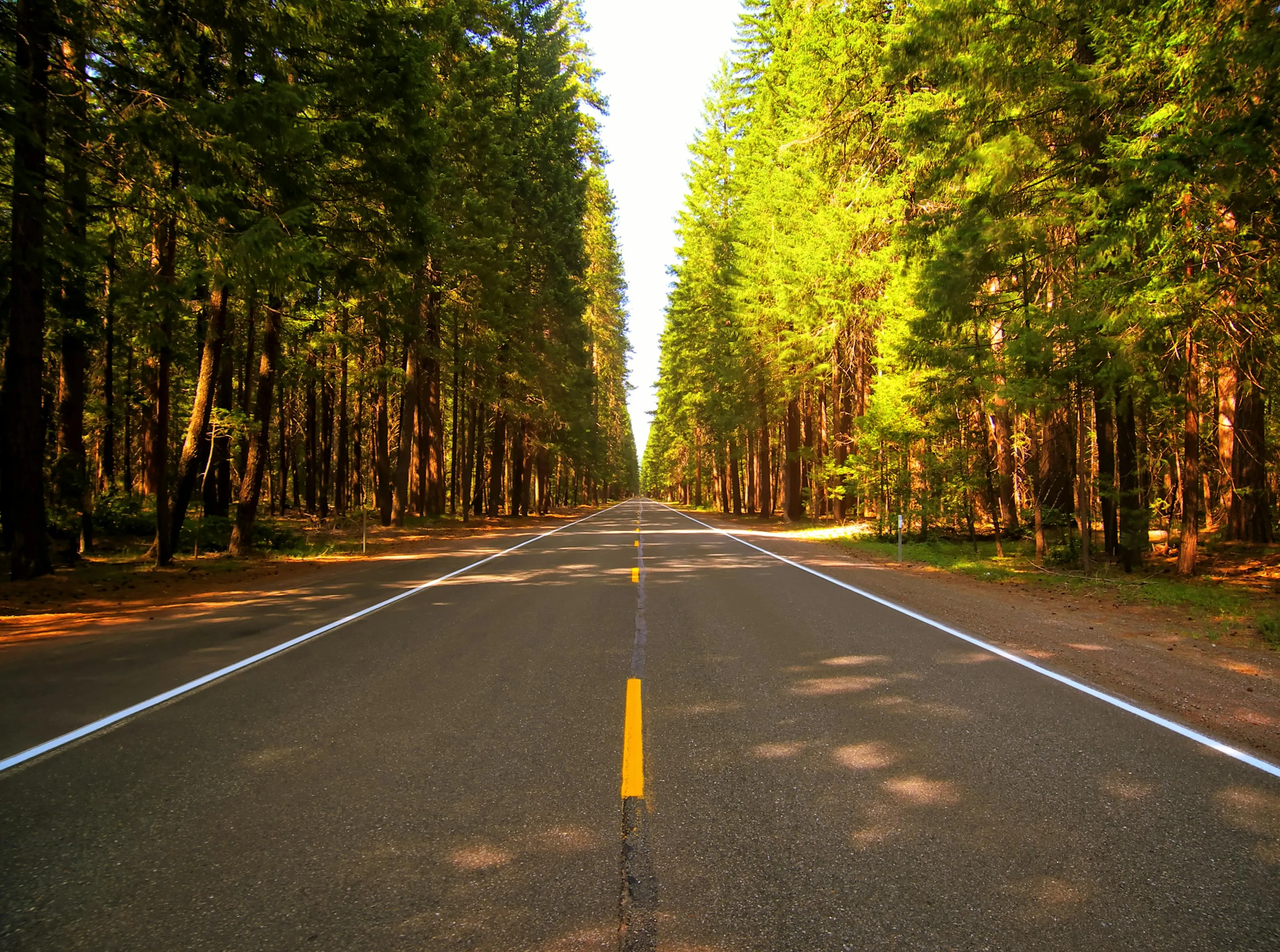 Straight Forest Road Lined with Trees Bathed in Sunlight