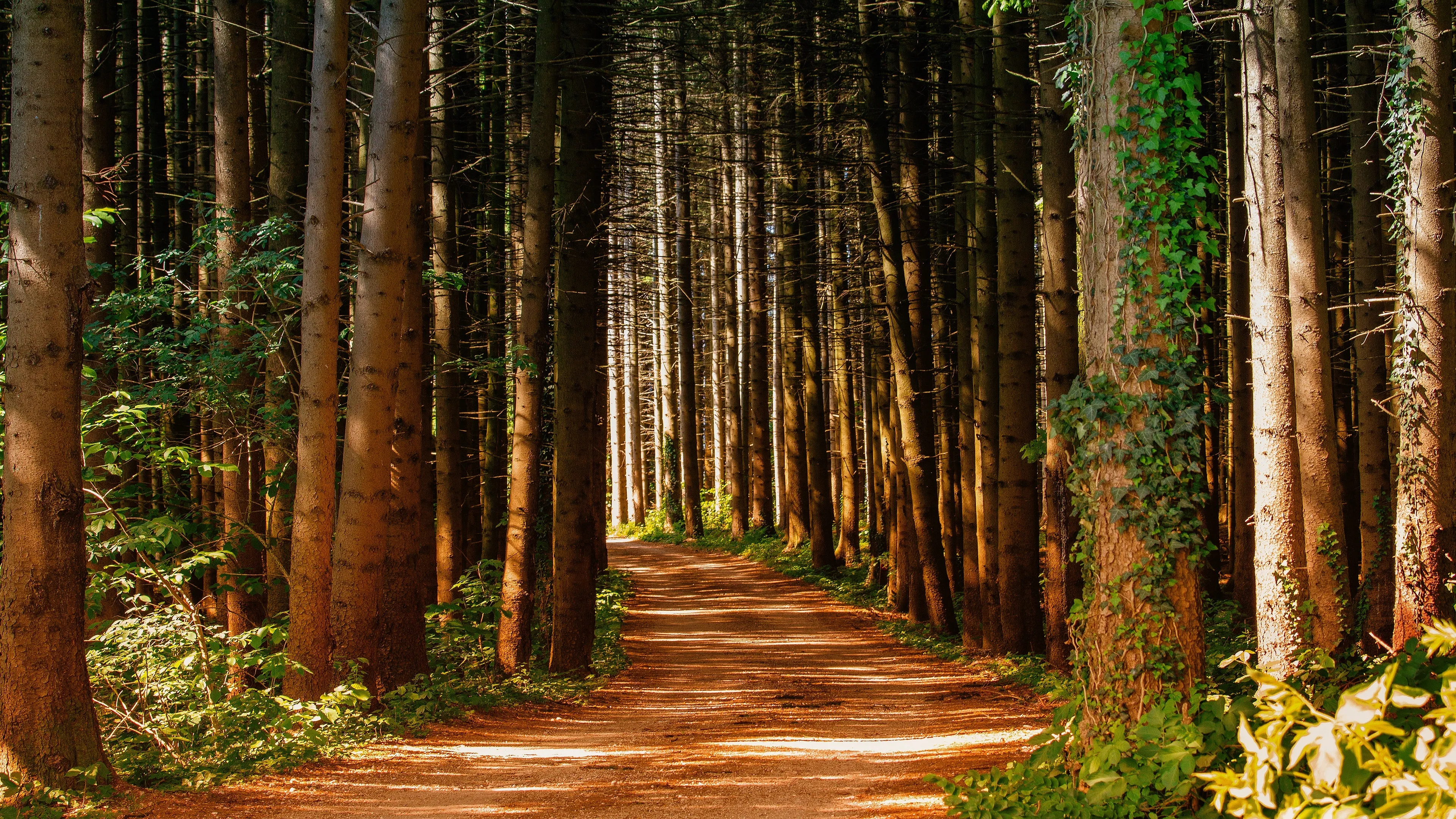 Straight Path Through the Forest with Golden Tree Trunks