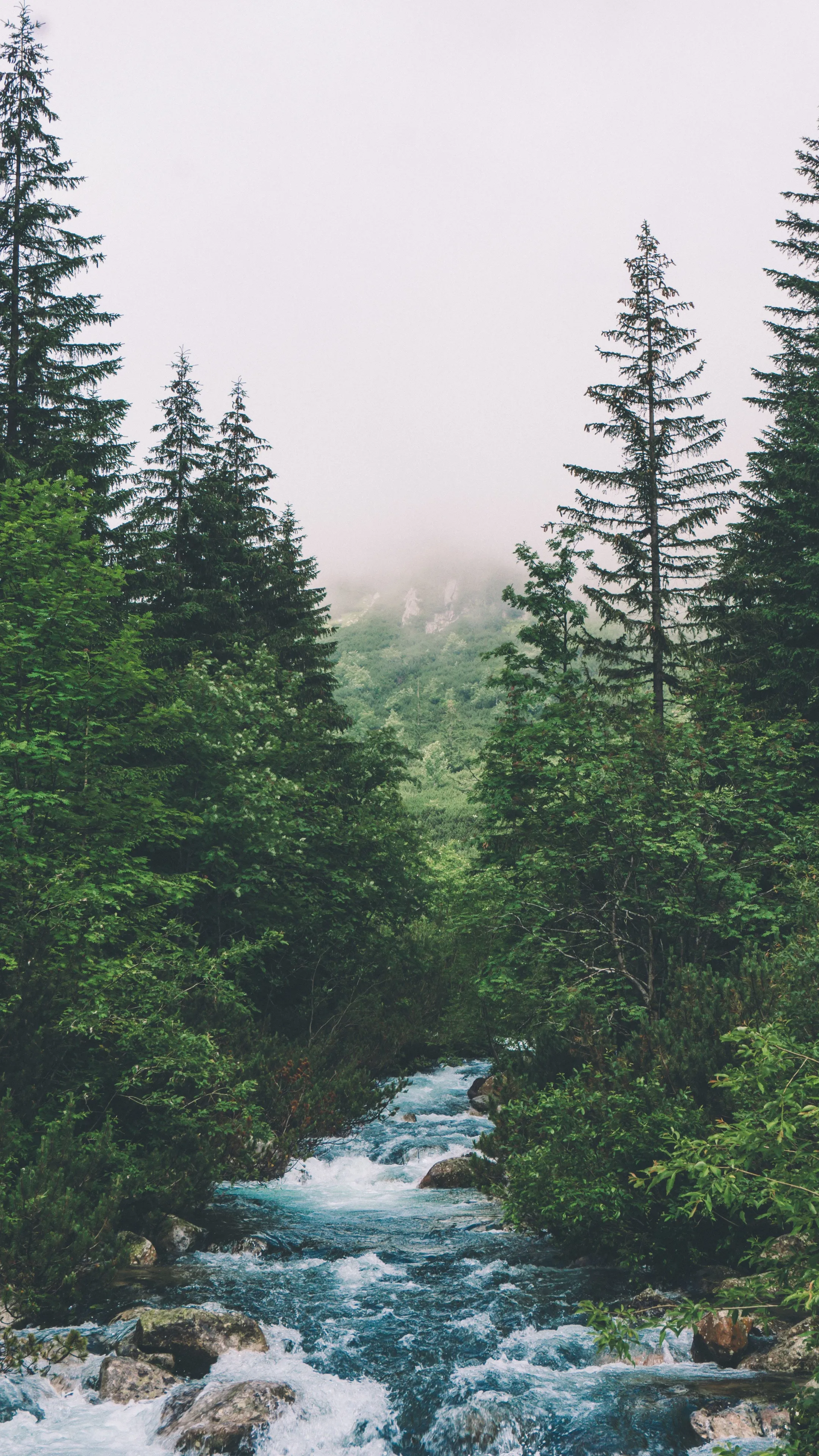 Stream Running Through a Forest with Tall Pine Trees Around