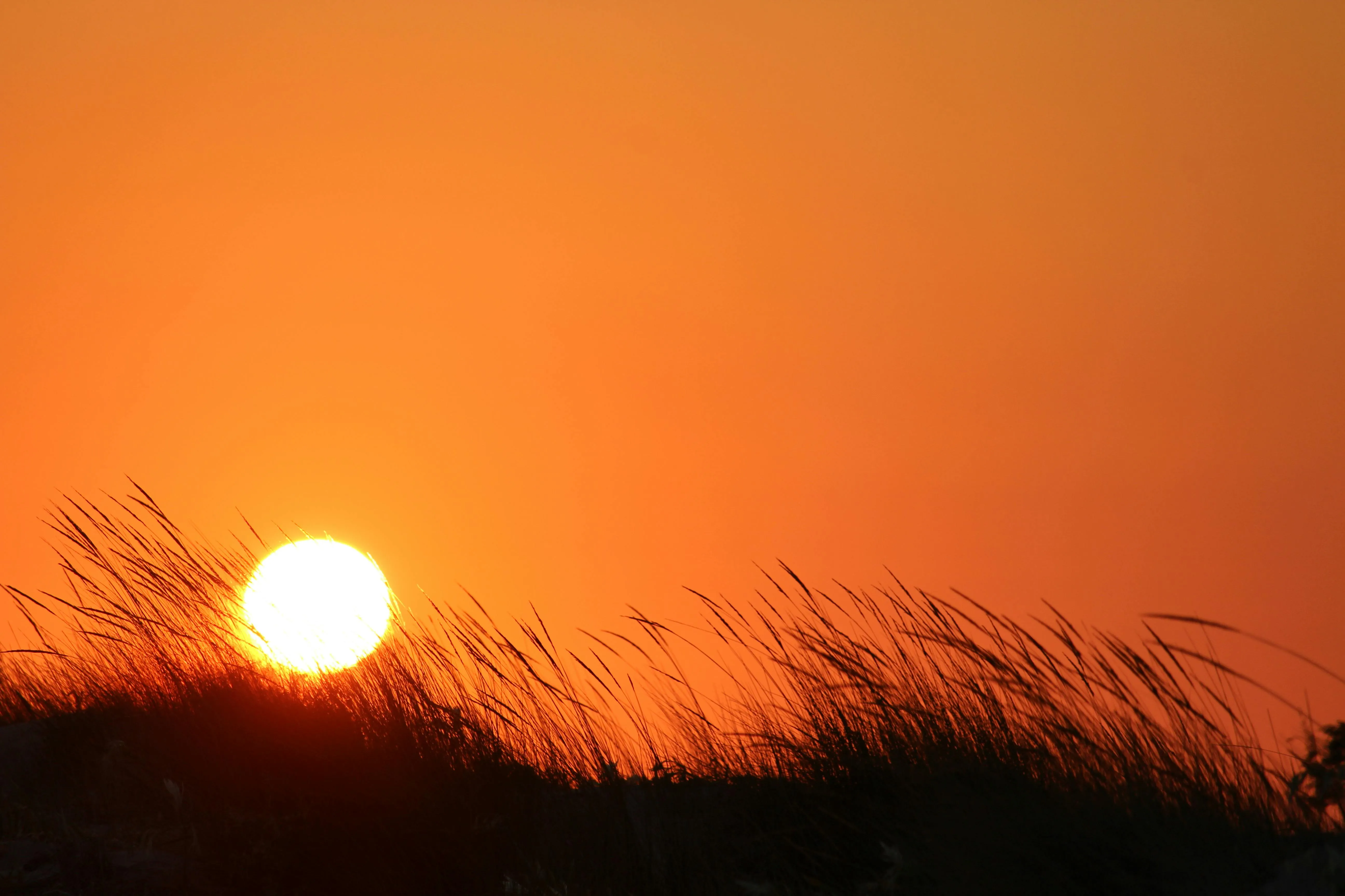 Sun Setting Behind Tall Grass Silhouettes Creating Warm Glow