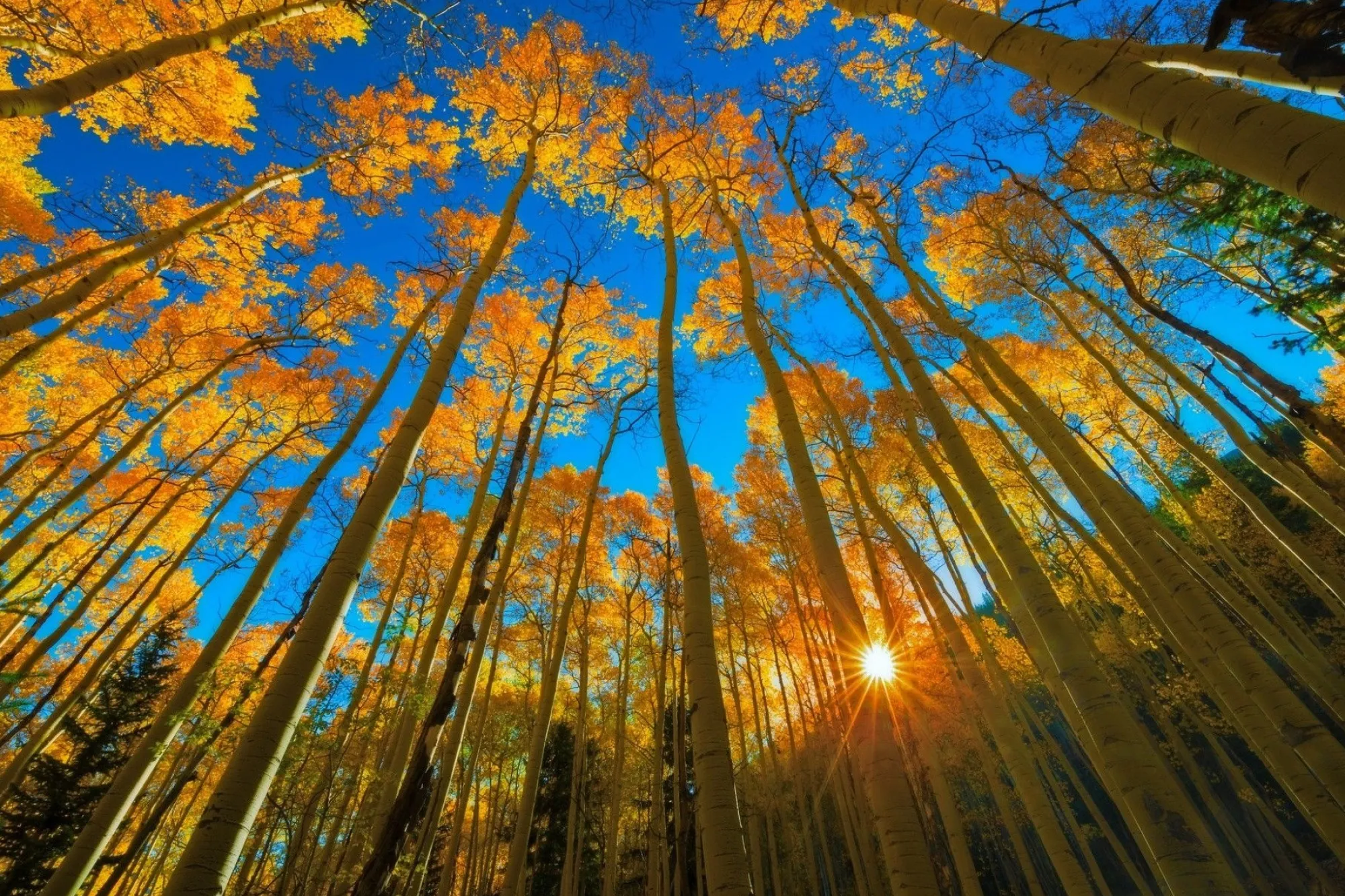Sun Shining Through Tall Trees with Yellow Autumn Leaves