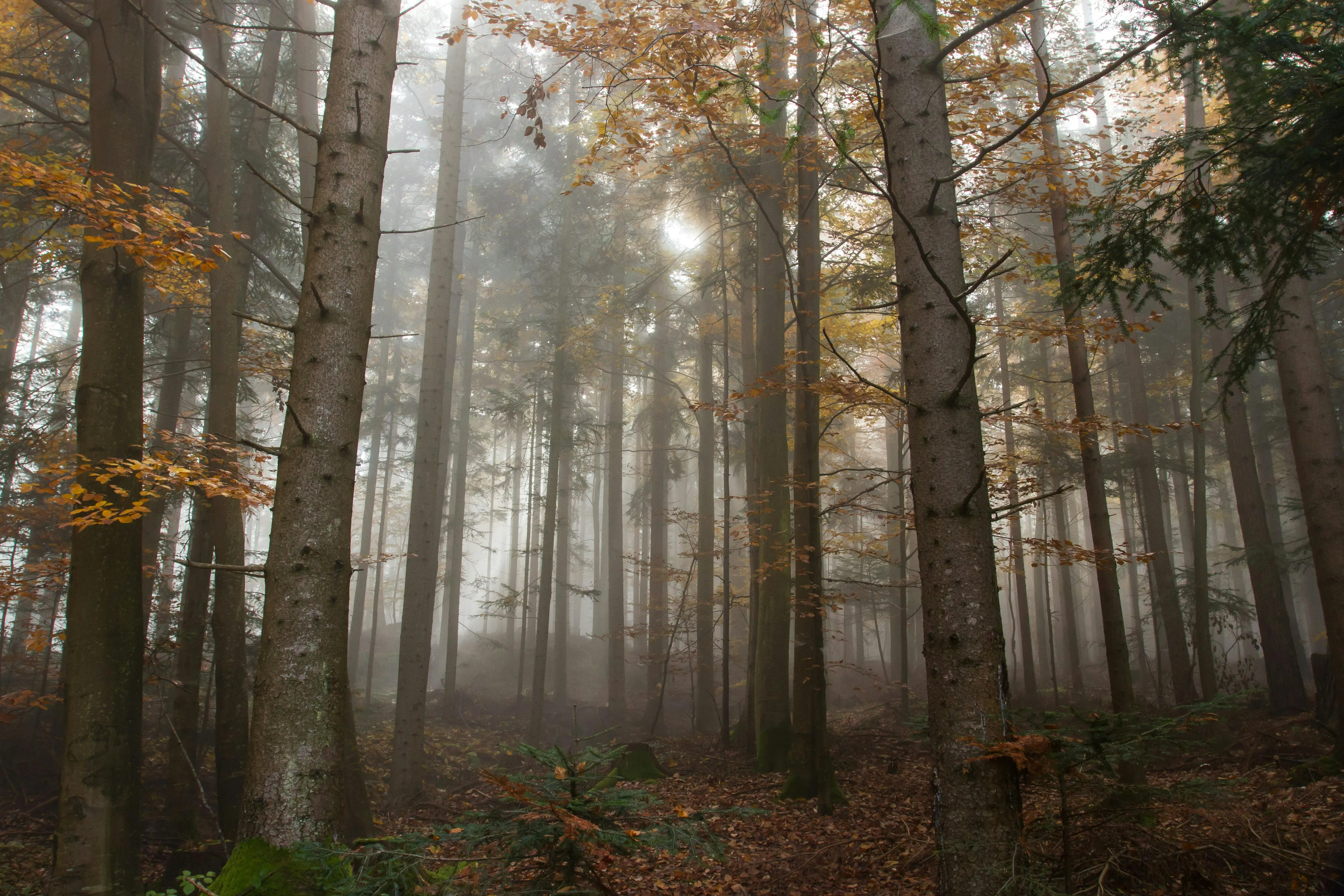 Sunbeams Shining Through a Tall Misty Pine Forest Wallpaper