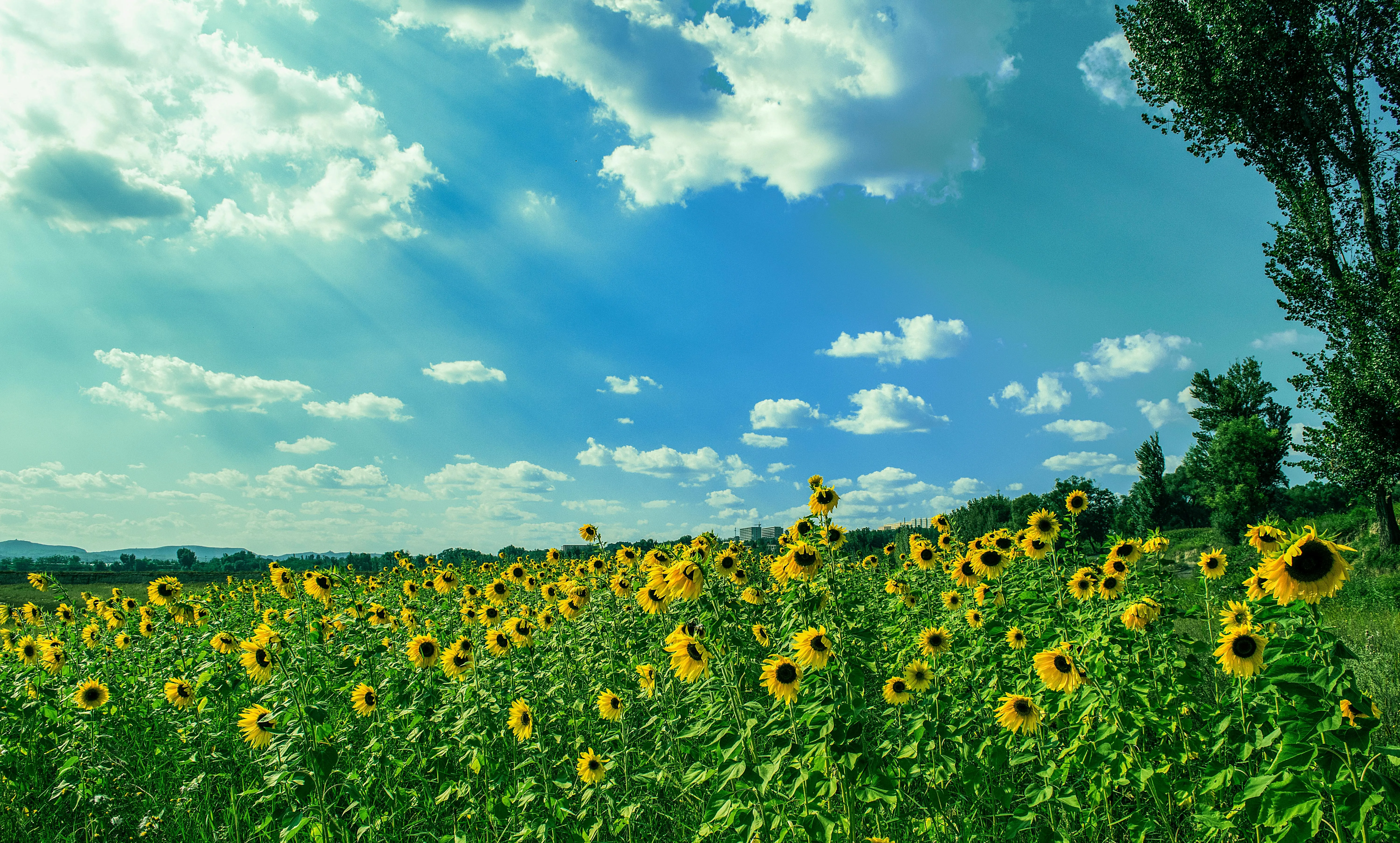 Sunflowers Blooming Under Sky with Bright Clouds Wallpaper