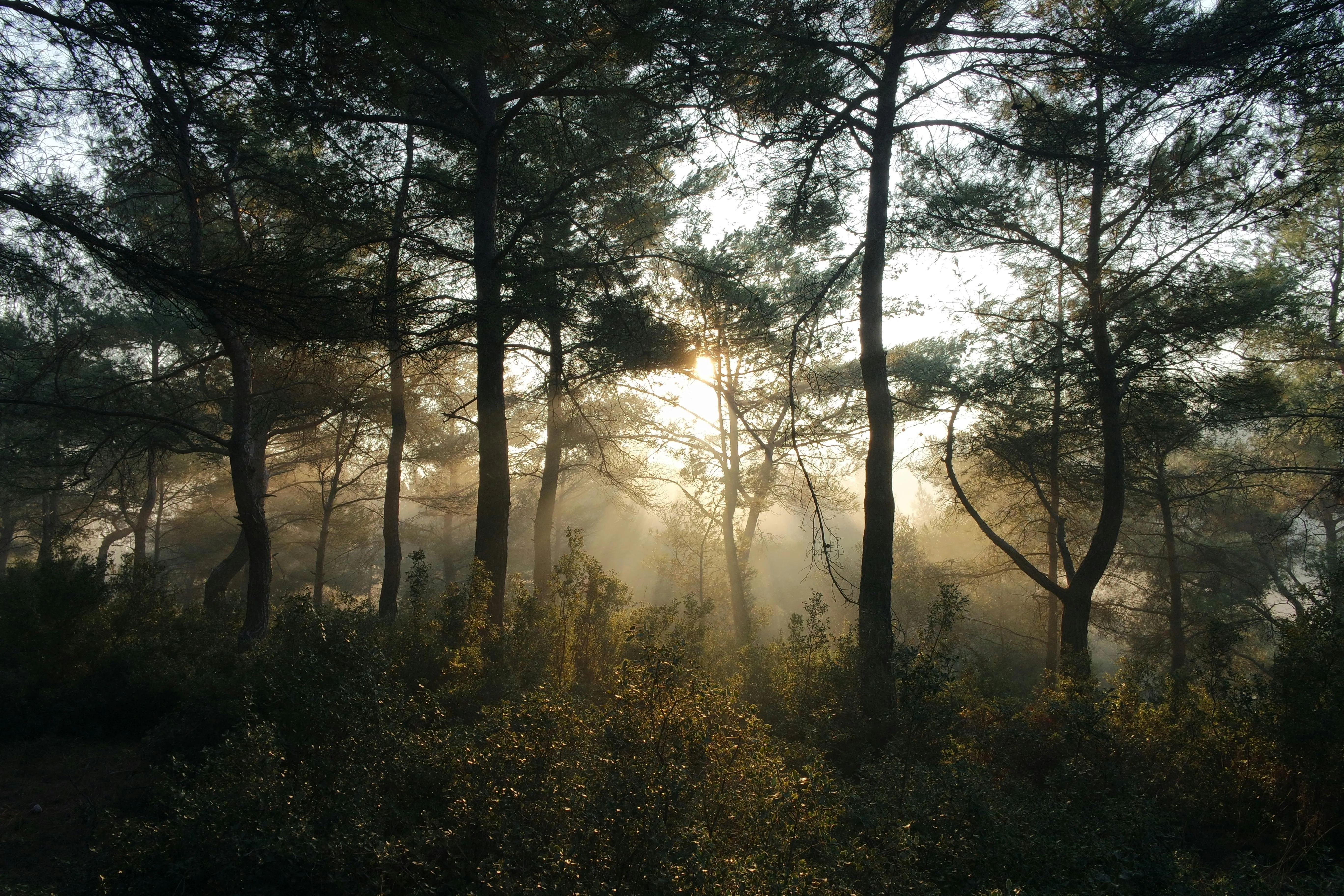 Sunlight Beaming Through Trees in a Morning Forest Wallpaper