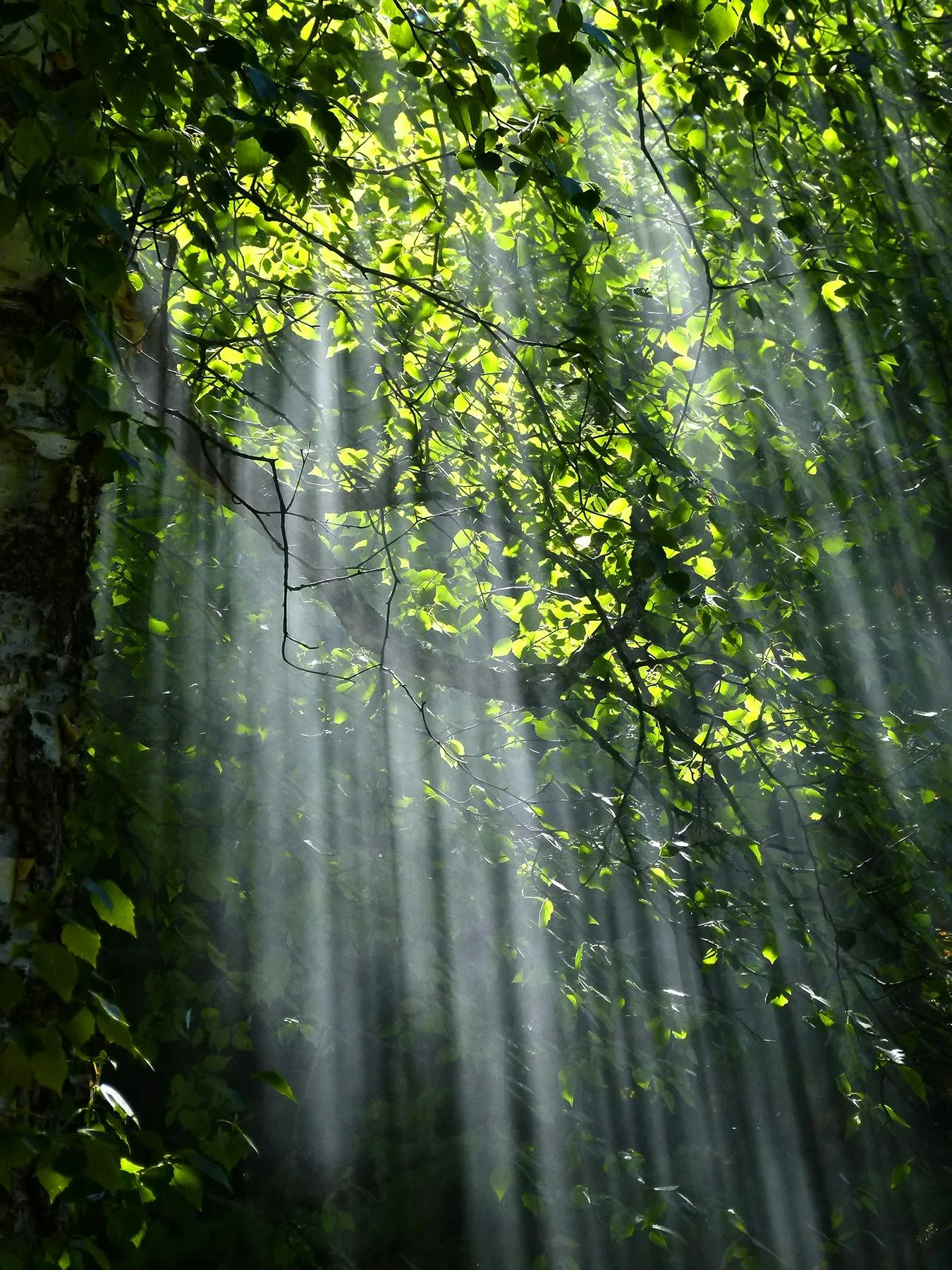 Sunlight Beams Shining Through Tropical Rainforest Trees