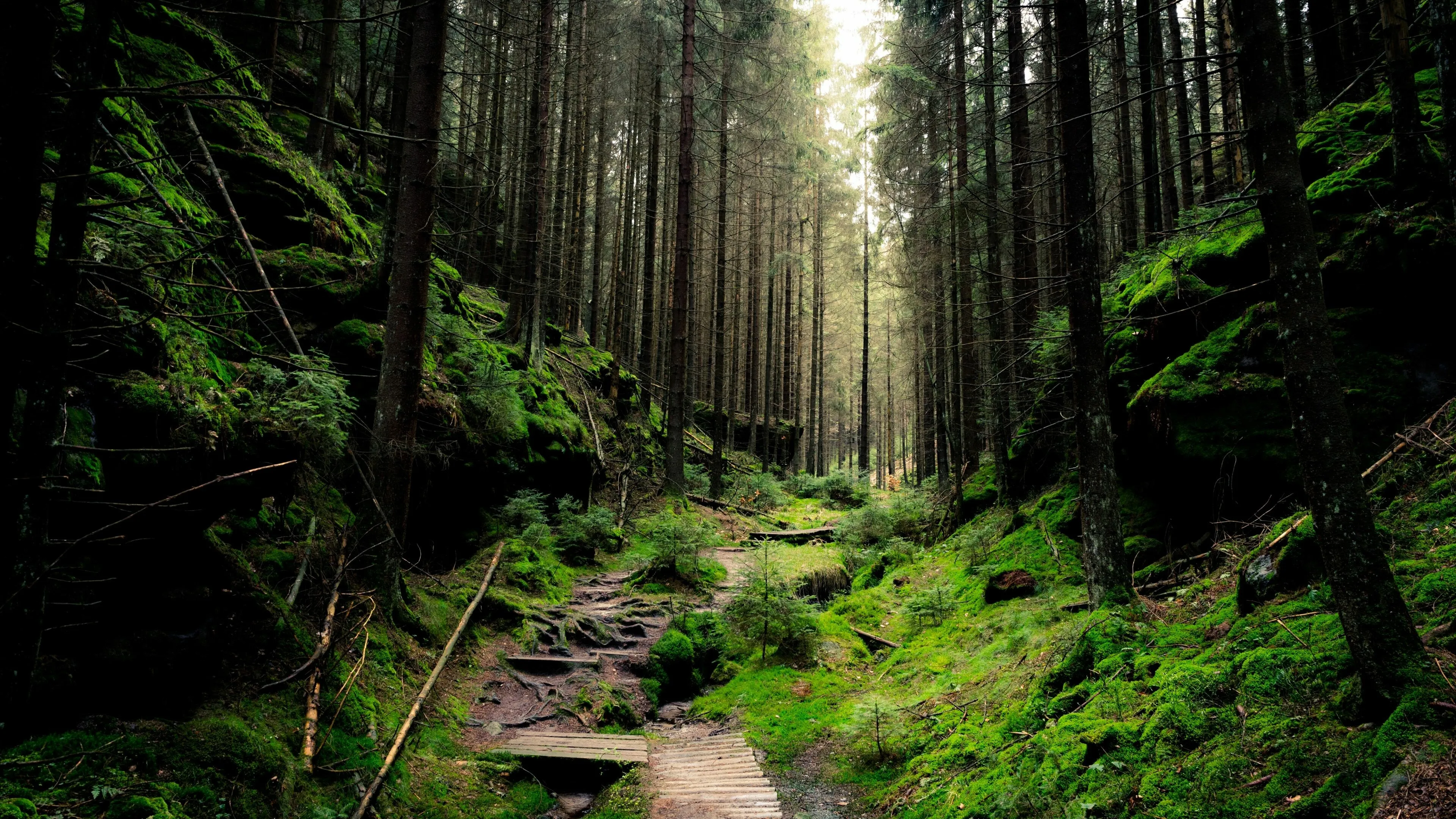 Sunlight Breaking Through Tall Green Trees on a Forest Trail