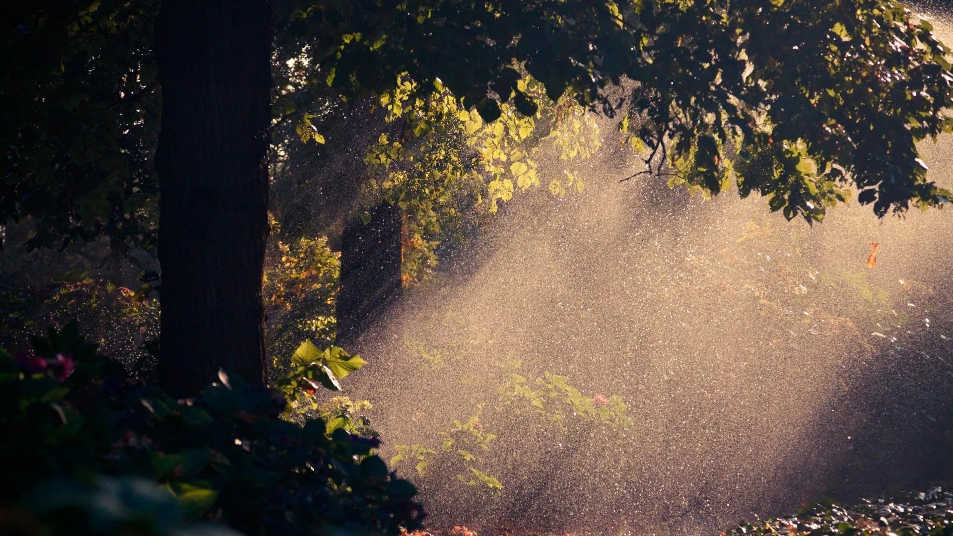 Sunlight Breaking Through Trees After Morning Rain