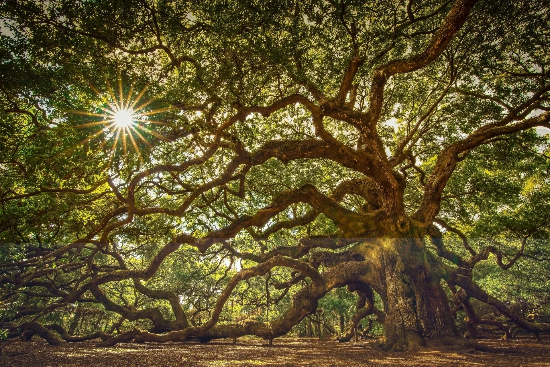 Sunlight Bursting Through Huge Twisting Branches of a Tree