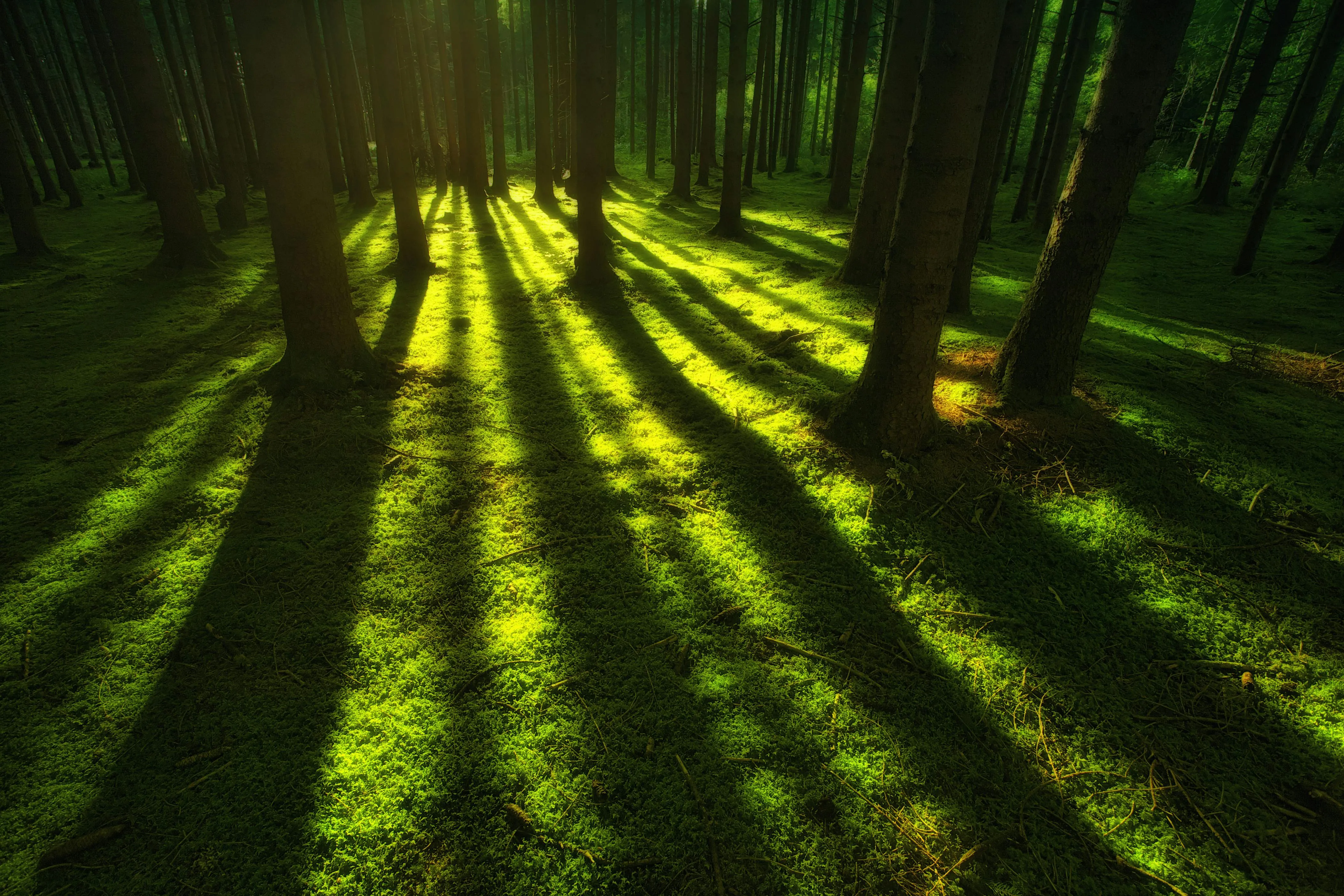 Sunlight Casting Long Shadows Through Tall Green Trees
