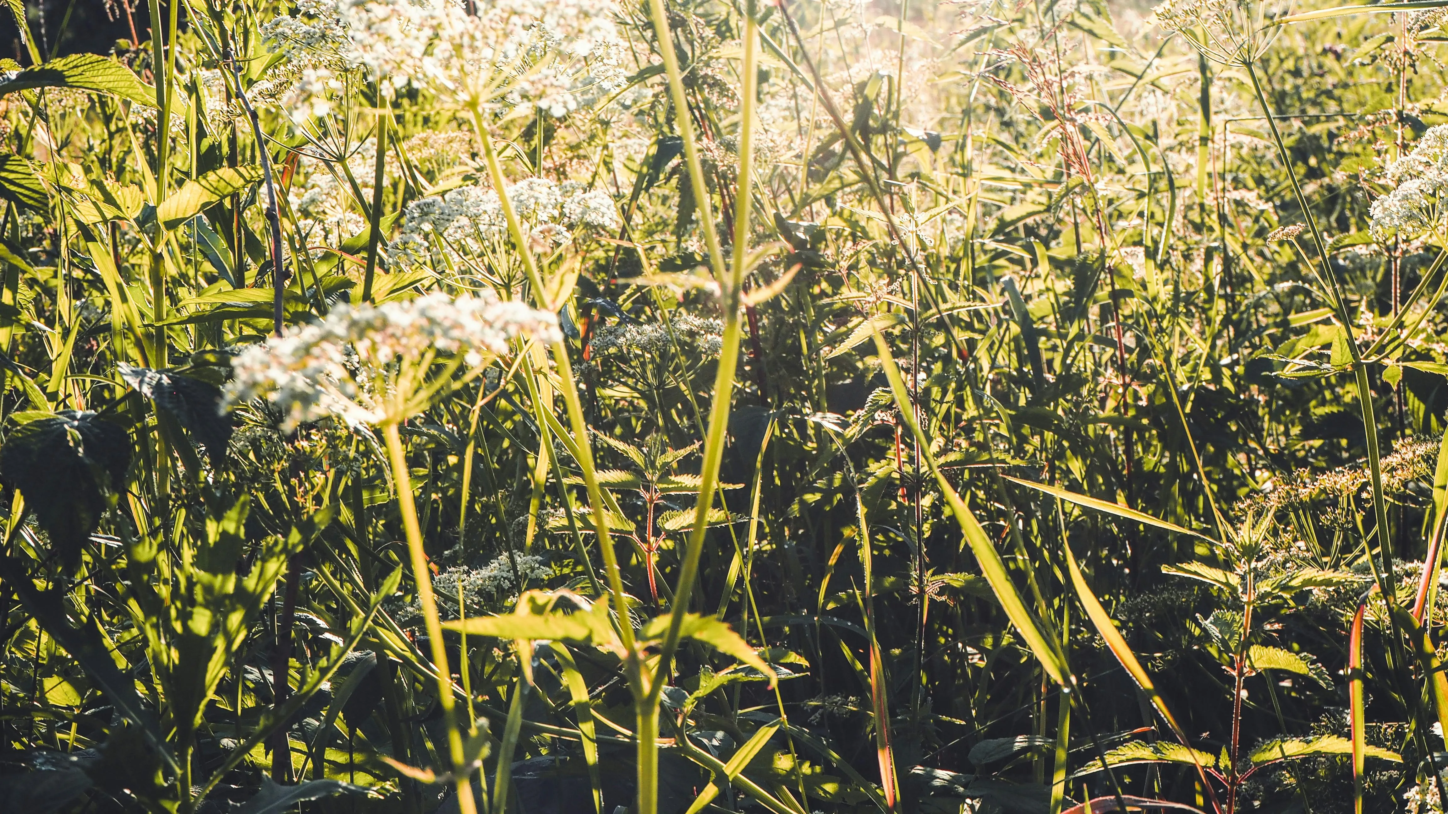 Sunlight filtering through tall grass in a meadow Wallpaper