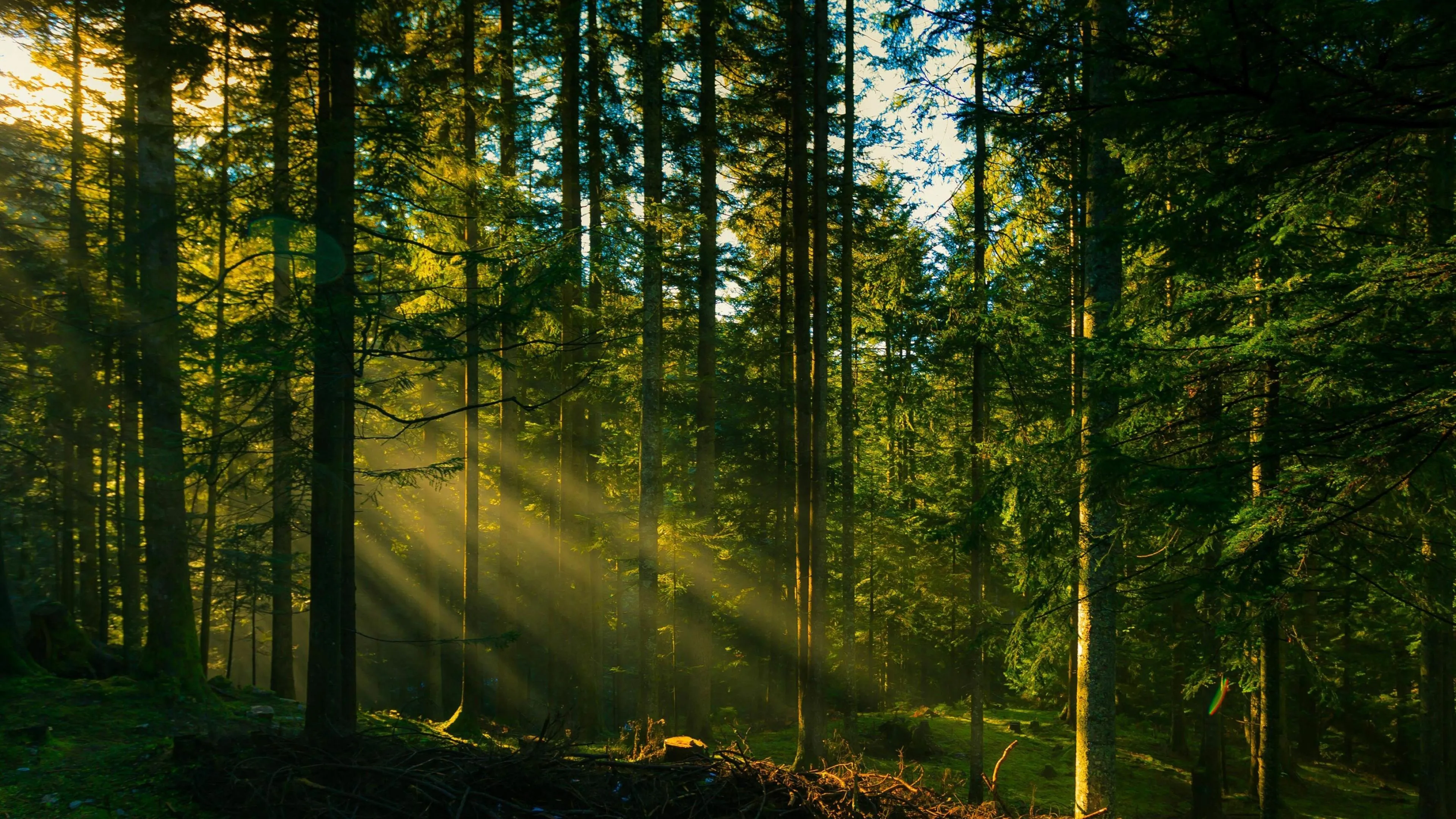Sunlight filtering through tall pine forest trees Wallpaper