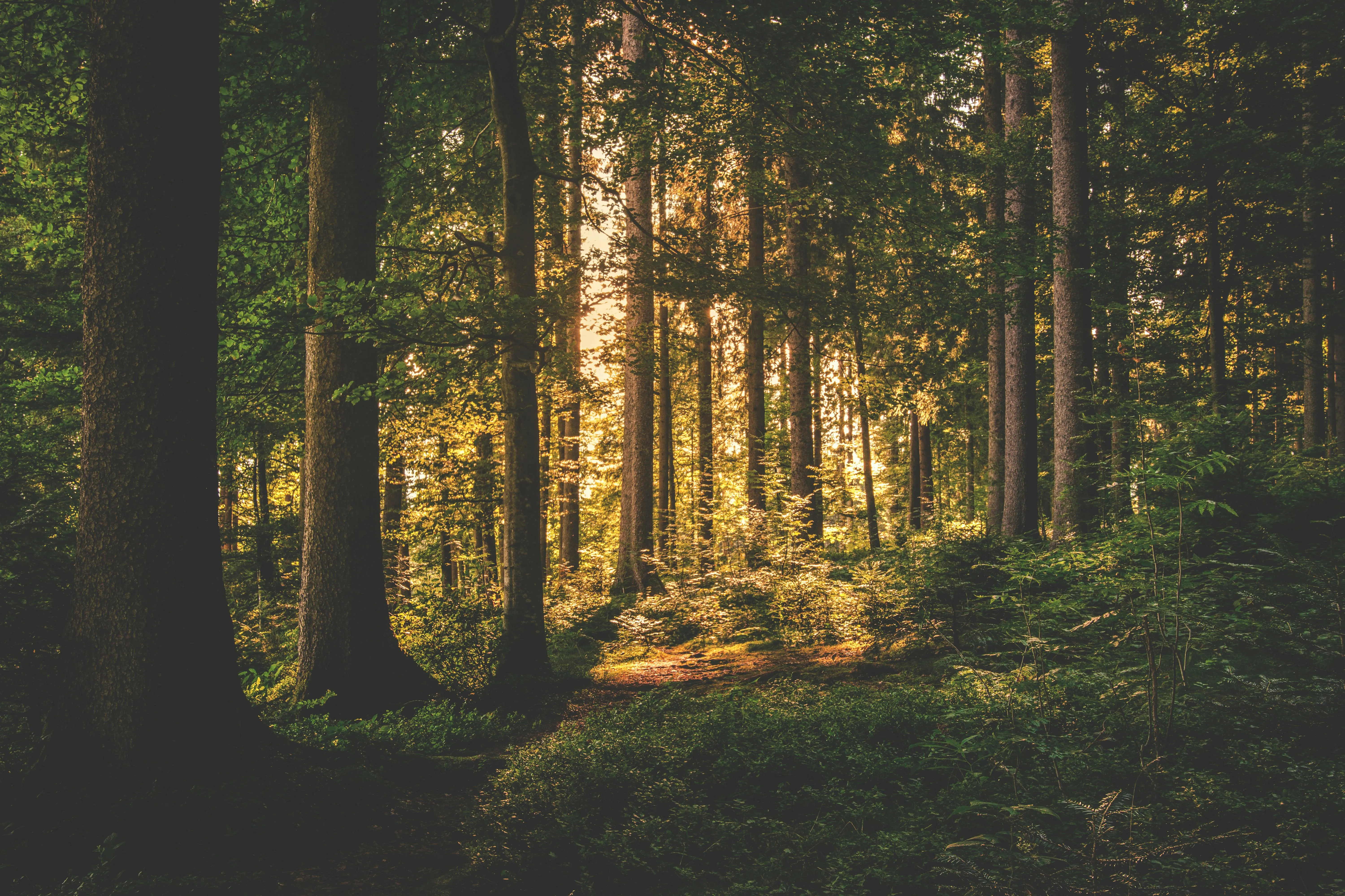 Sunlight Filtering Through Tall Pine Trees in a Dense Forest