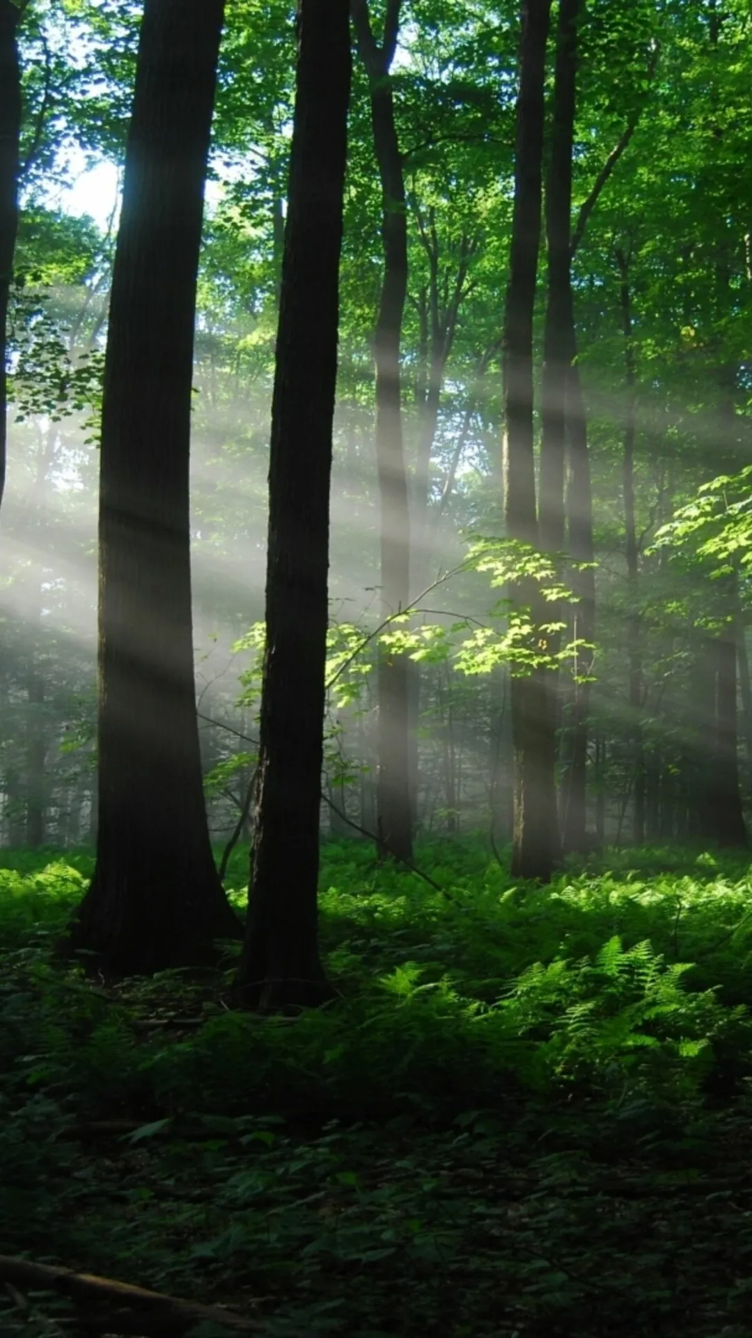 Sunlight Filtering Through Tall Trees Portrait Wallpaper
