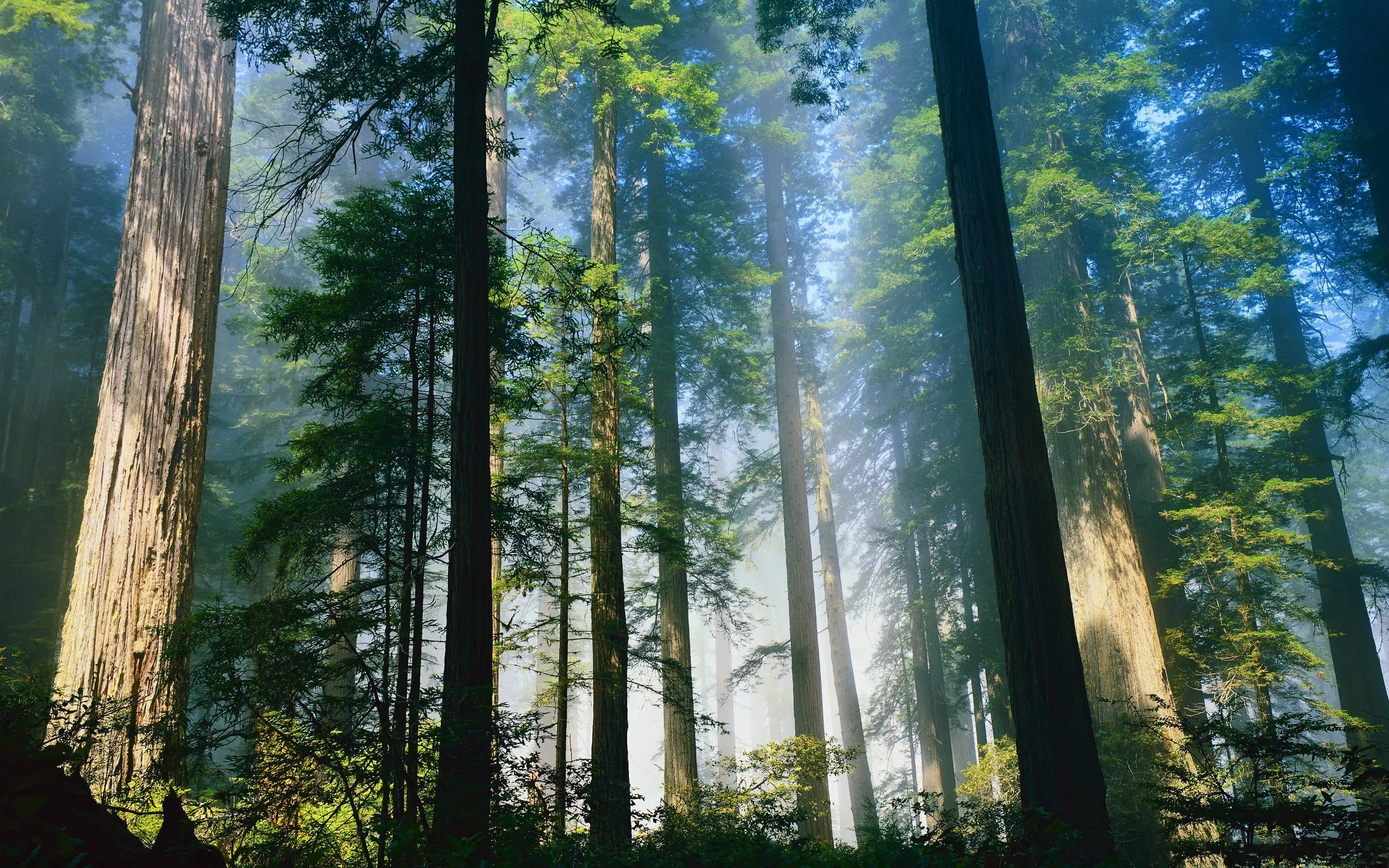 Sunlight Filtering Through Towering Forest Trees Wallpaper