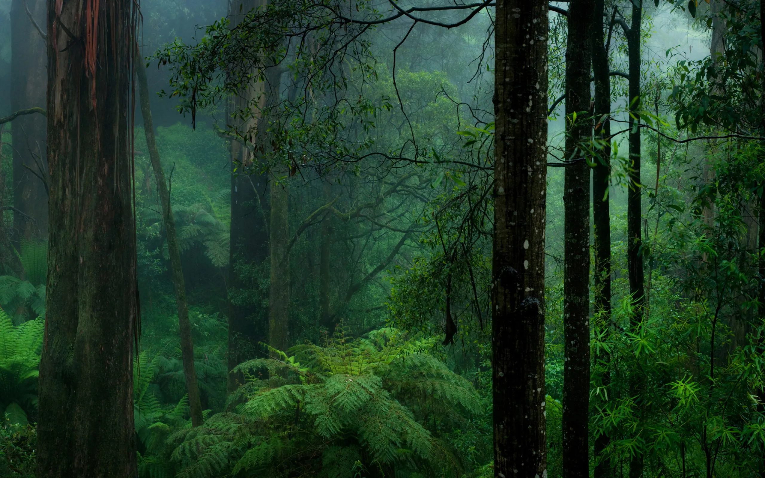 Sunlight Glowing Through Tropical Rainforest Greenery