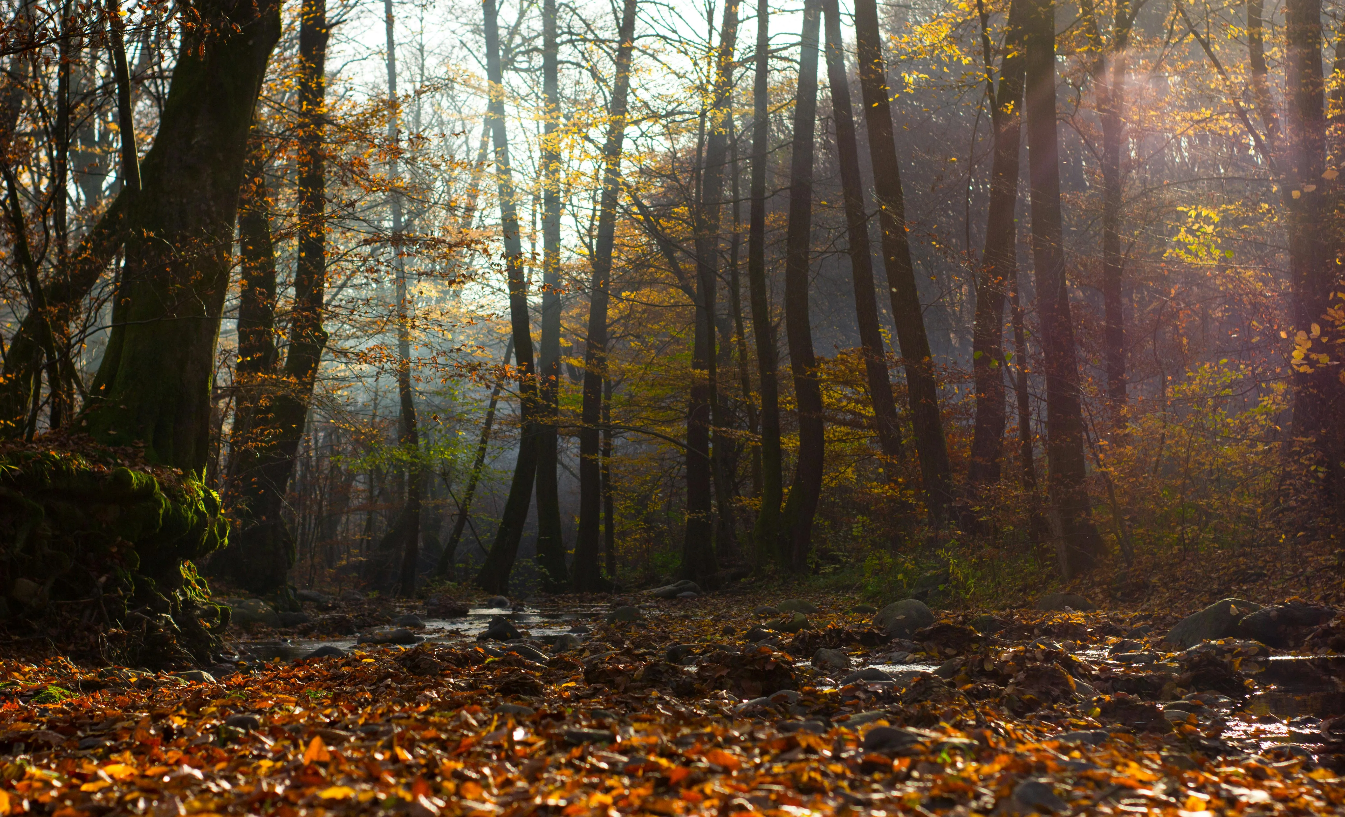 Sunlight Pierces Through the Fall Forest with Leaves