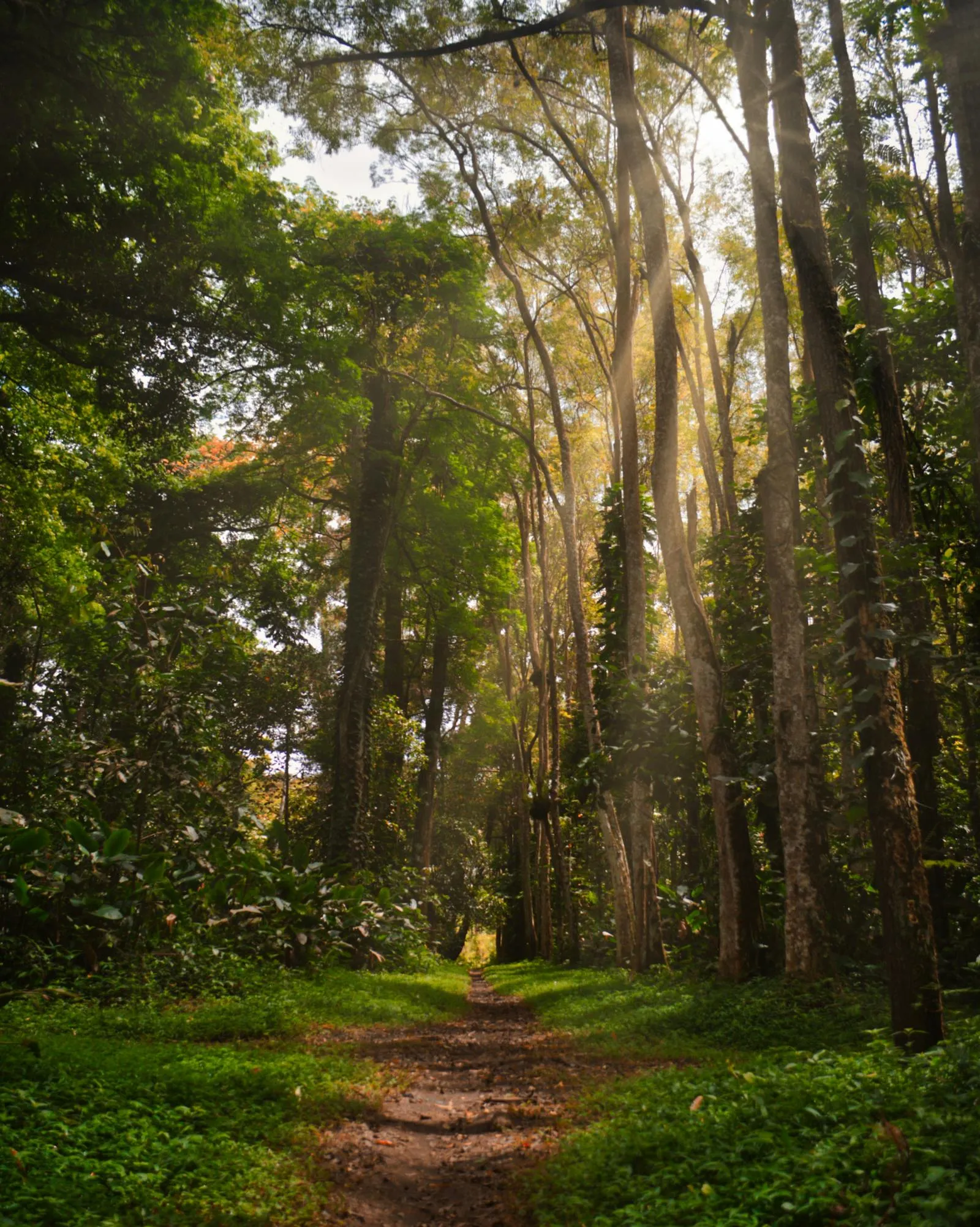 Sunlight Piercing Through Tall Trees in a Lush Green Forest
