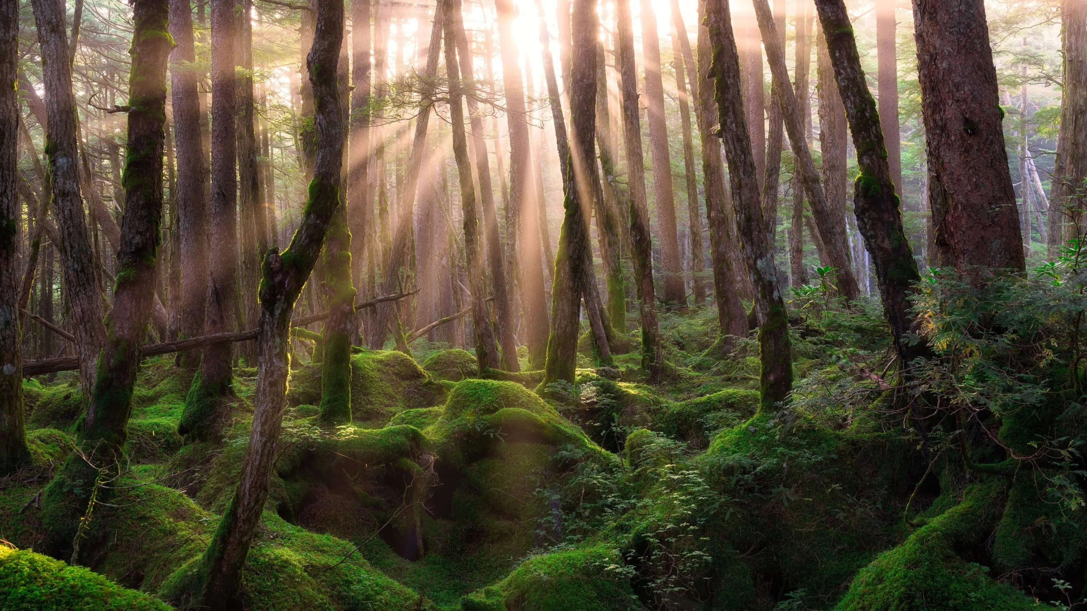 Sunlight Shining Through a Magical Forest HD Free Wallpaper