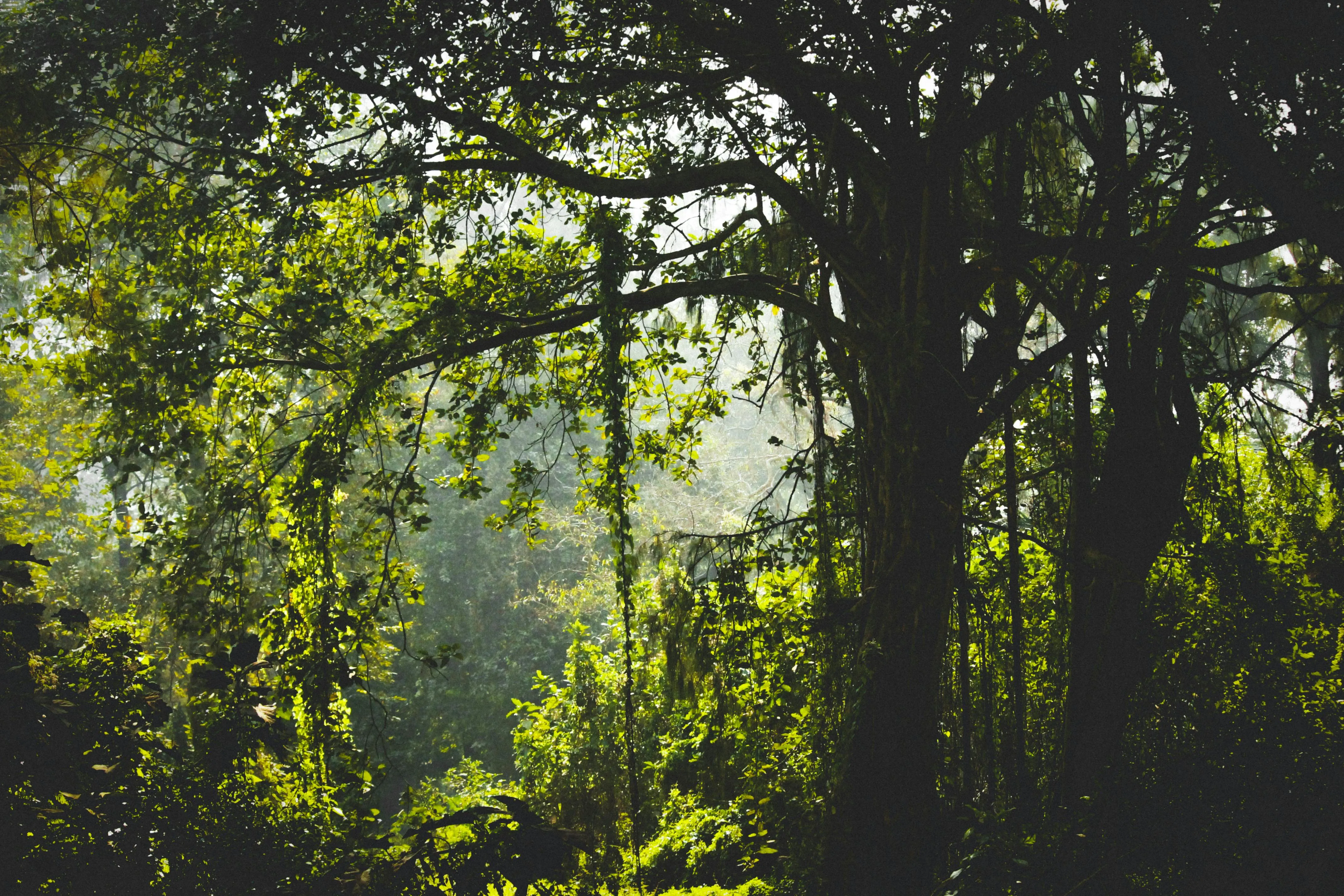 Sunlight Shining Through the Tree Canopy in a Green Forest