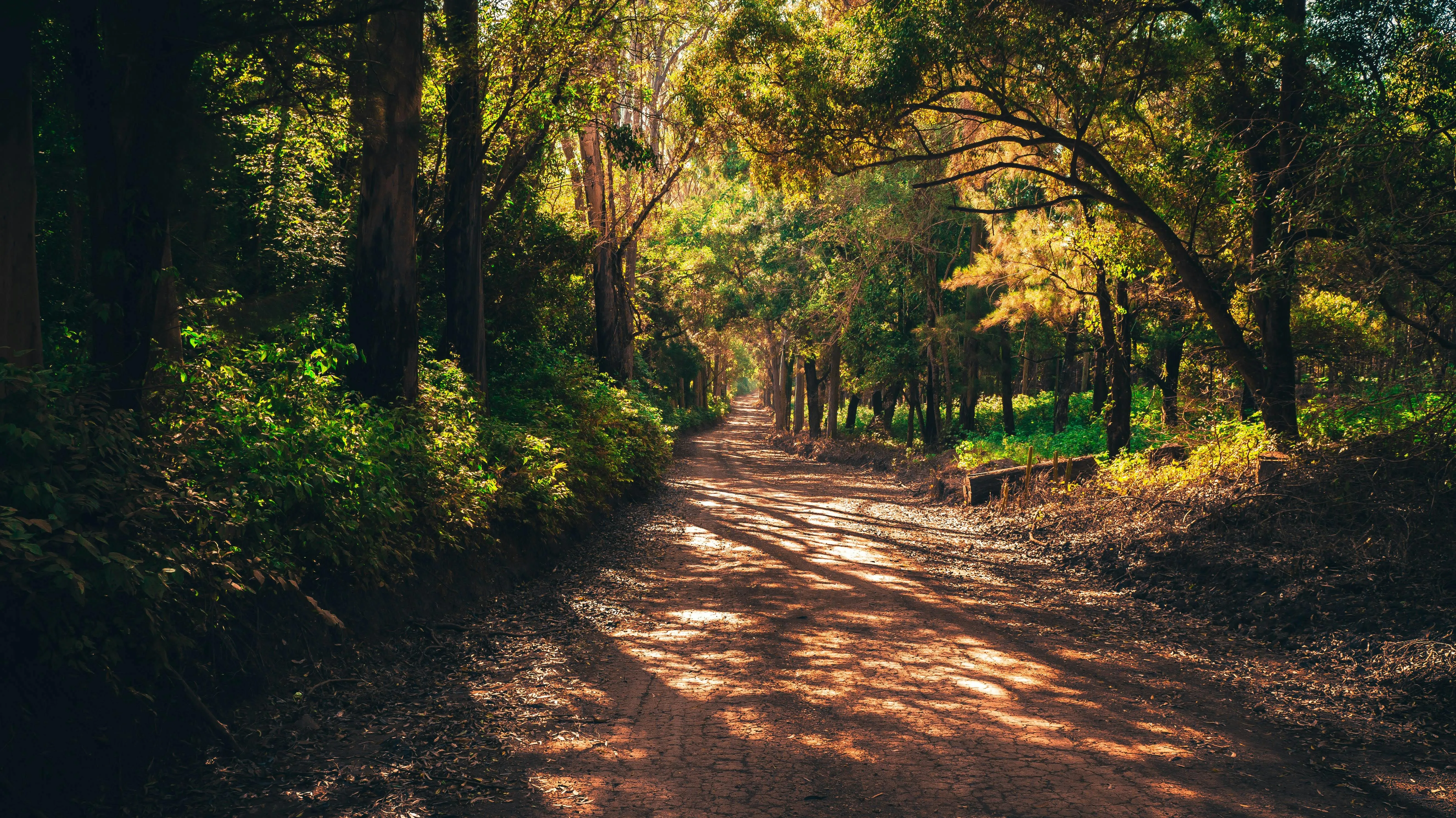 Sunlight Shining Through Trees in a Peaceful Forest