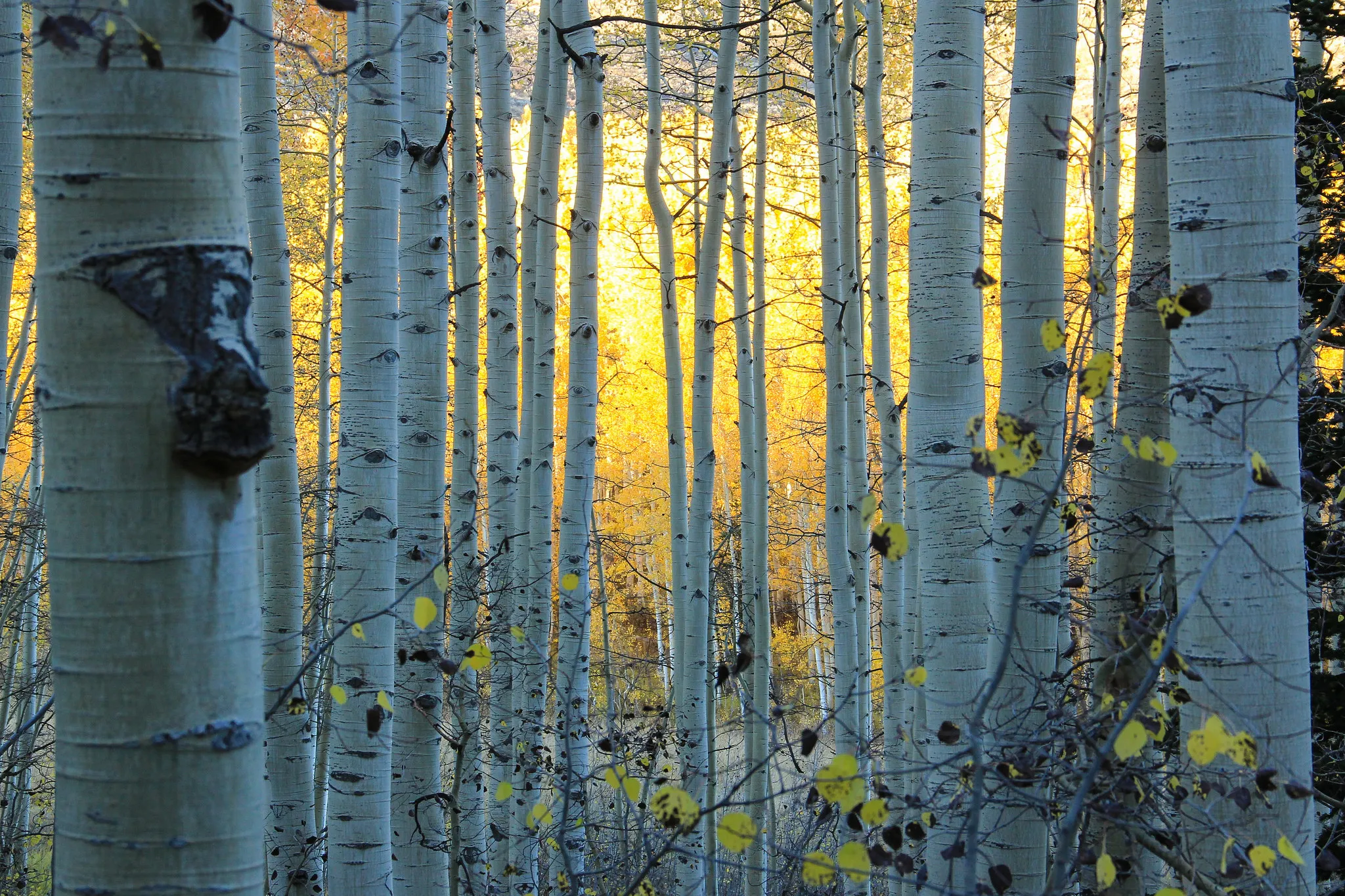 Sunlight Shining Through White Birch Trees in Autumn Forest
