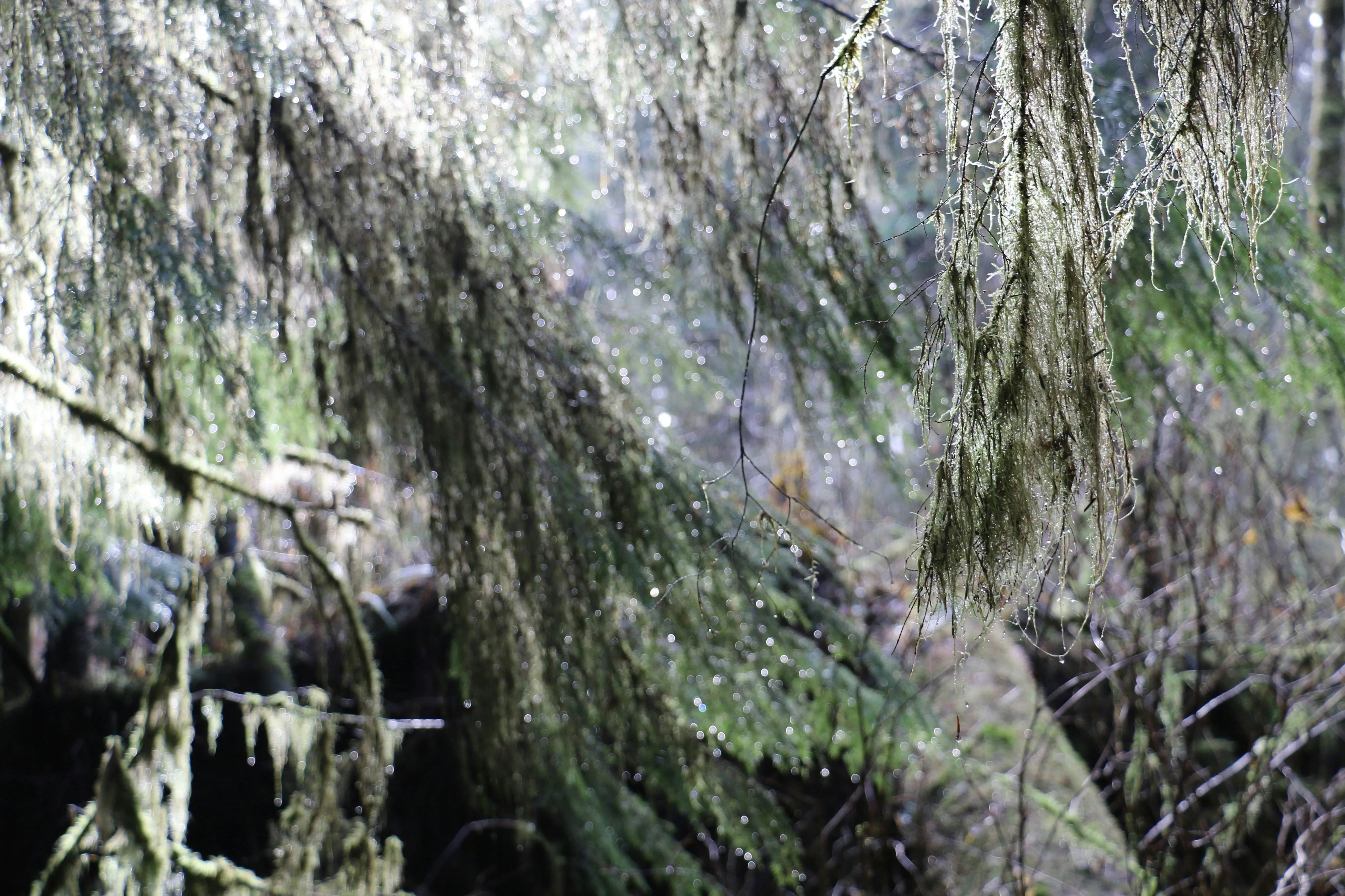Sunlight Through Trees in a Dense Forest Trail Wallpaper