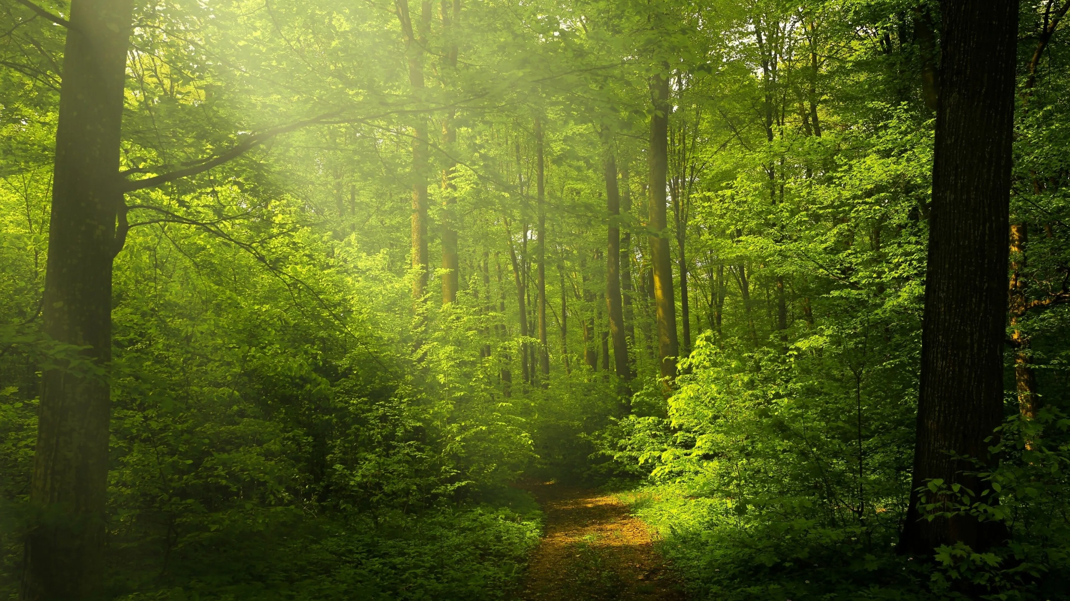 Sunlit Forest Path with Fresh Green Trees and Plants