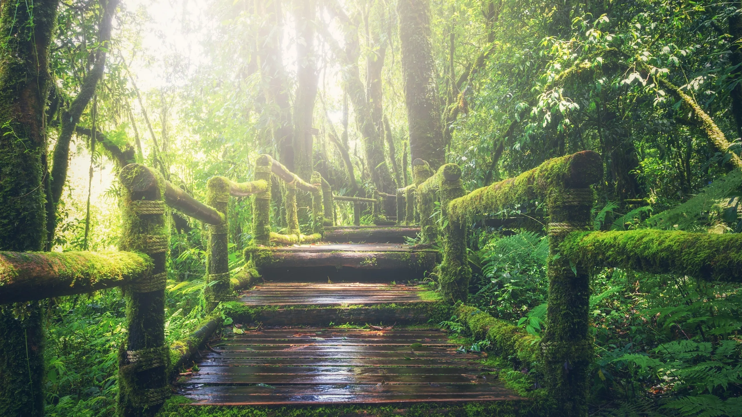 Sunlit Forest Path Lined with Green Bushes and Tall Trees