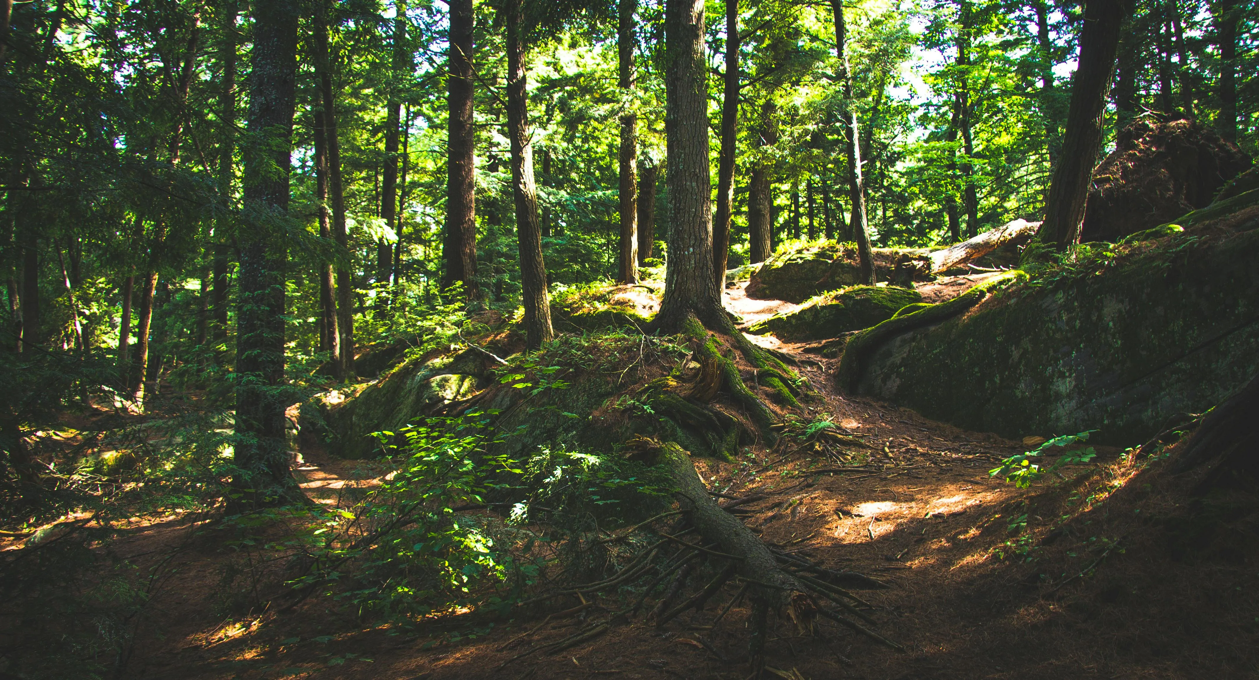Sunlit Forest Trail with Rays Shining Through Leafy Canopy