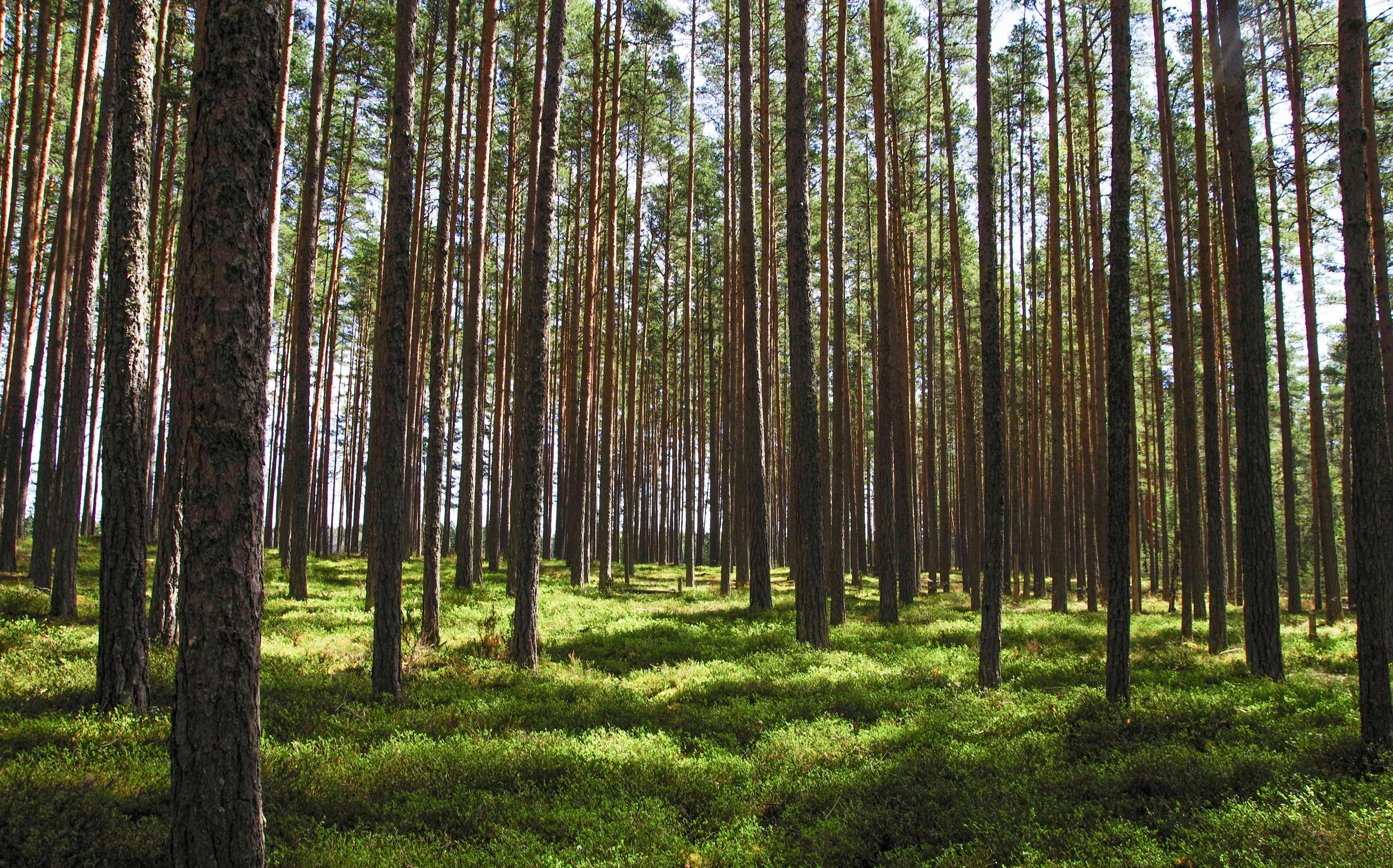 Sunlit Pine Forest with Green Grass Covering the Ground