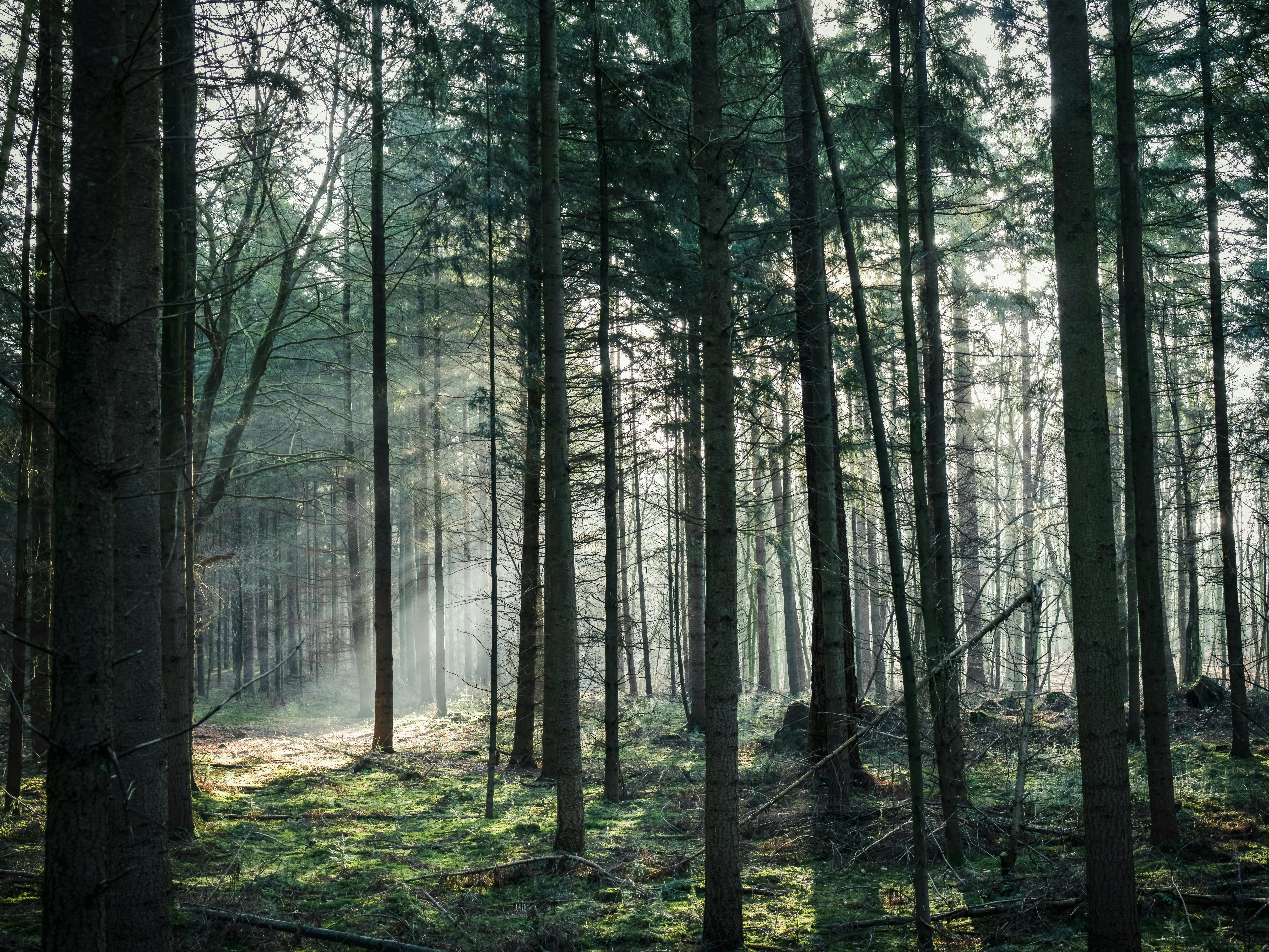 Sunlit Pine Forest with Mist Creating a Calm Morning Vibe