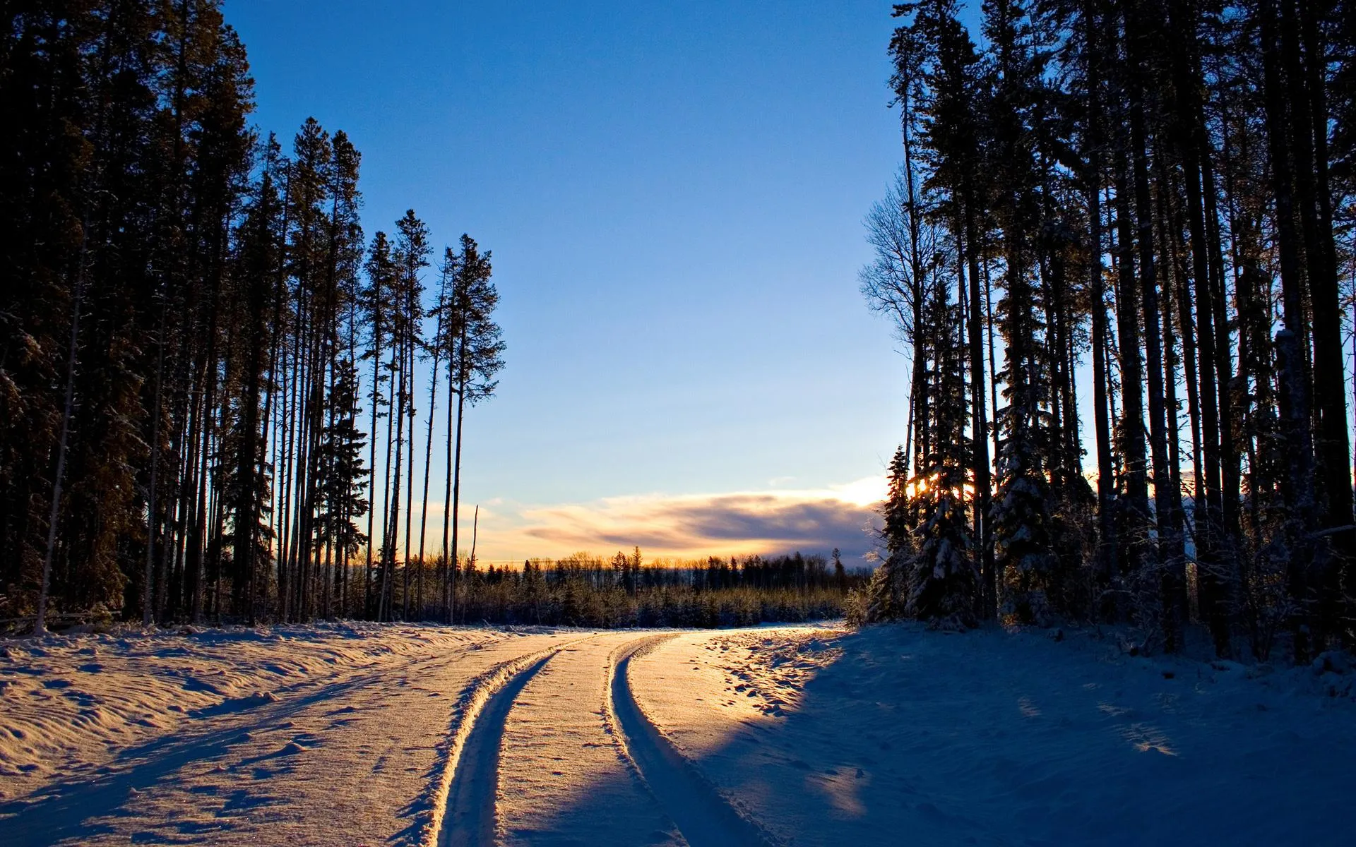 Sunlit Road Passing Through a Forest of Tall Dark Trees