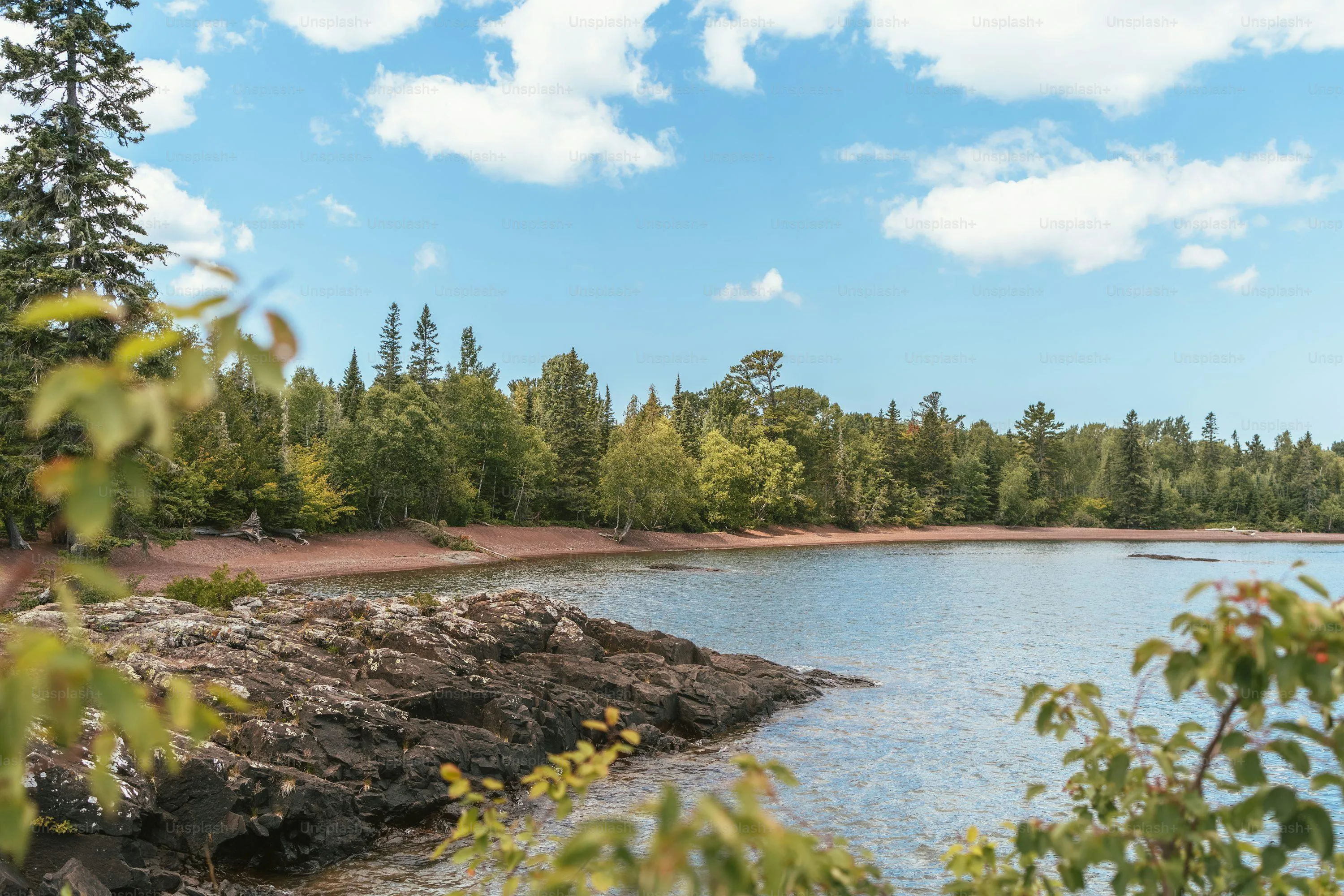 Sunny Forest Path Surrounded by Pine Trees and Grass