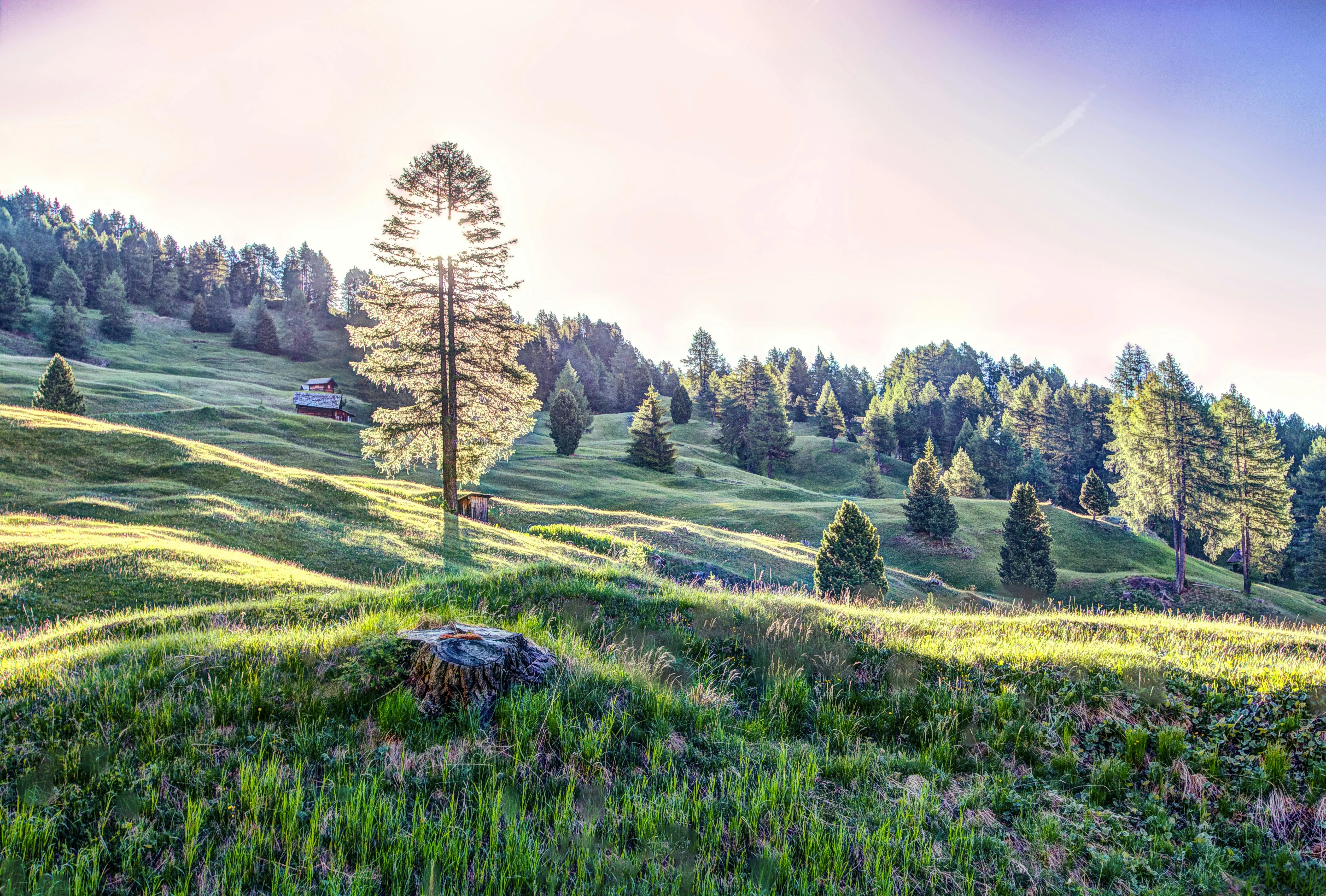 Sunny Grassland with Scattered Pine Trees and Rolling Hills
