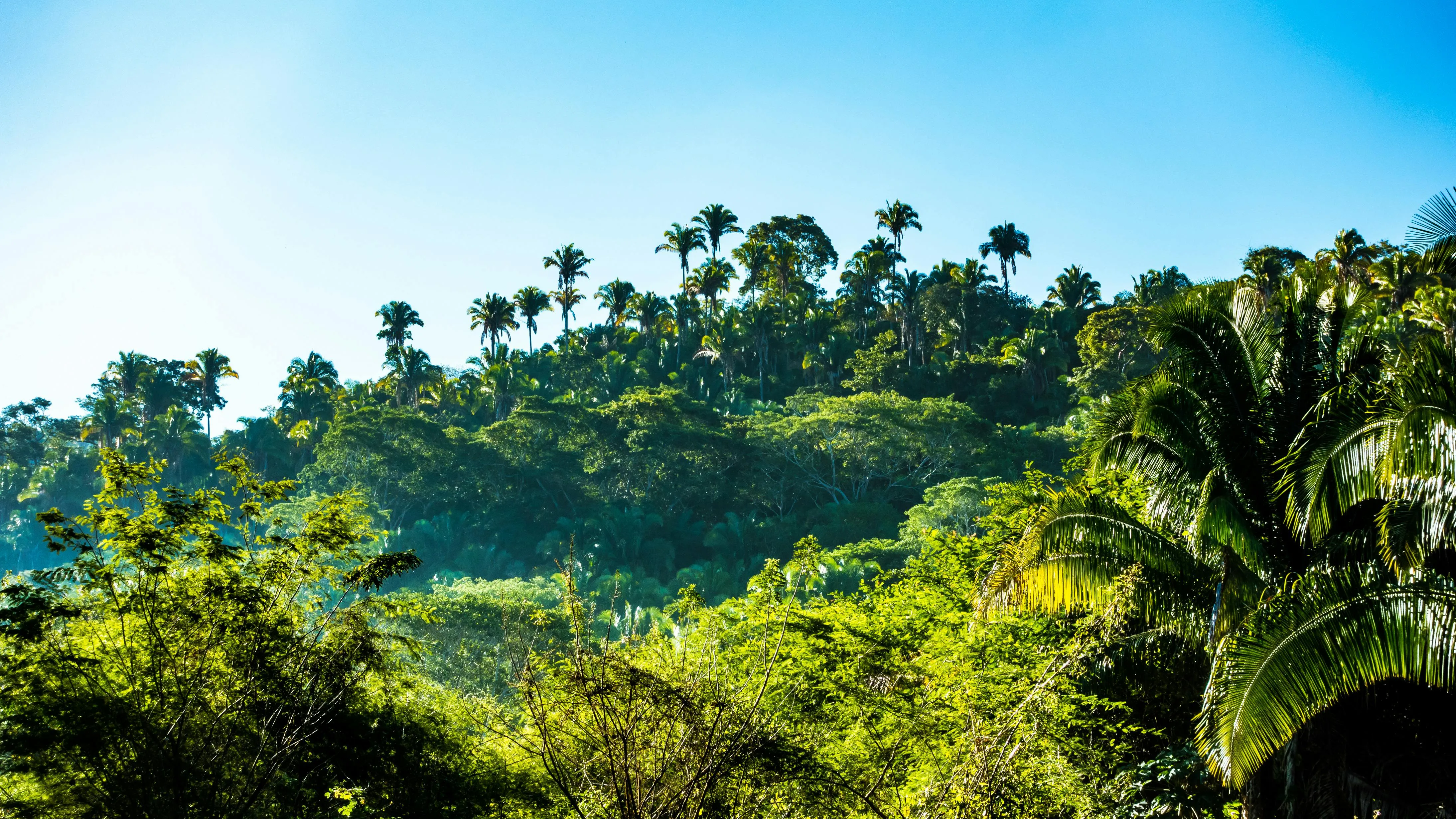 Sunny Tropical Forest with Palm Trees and Blue Sky Wallpaper