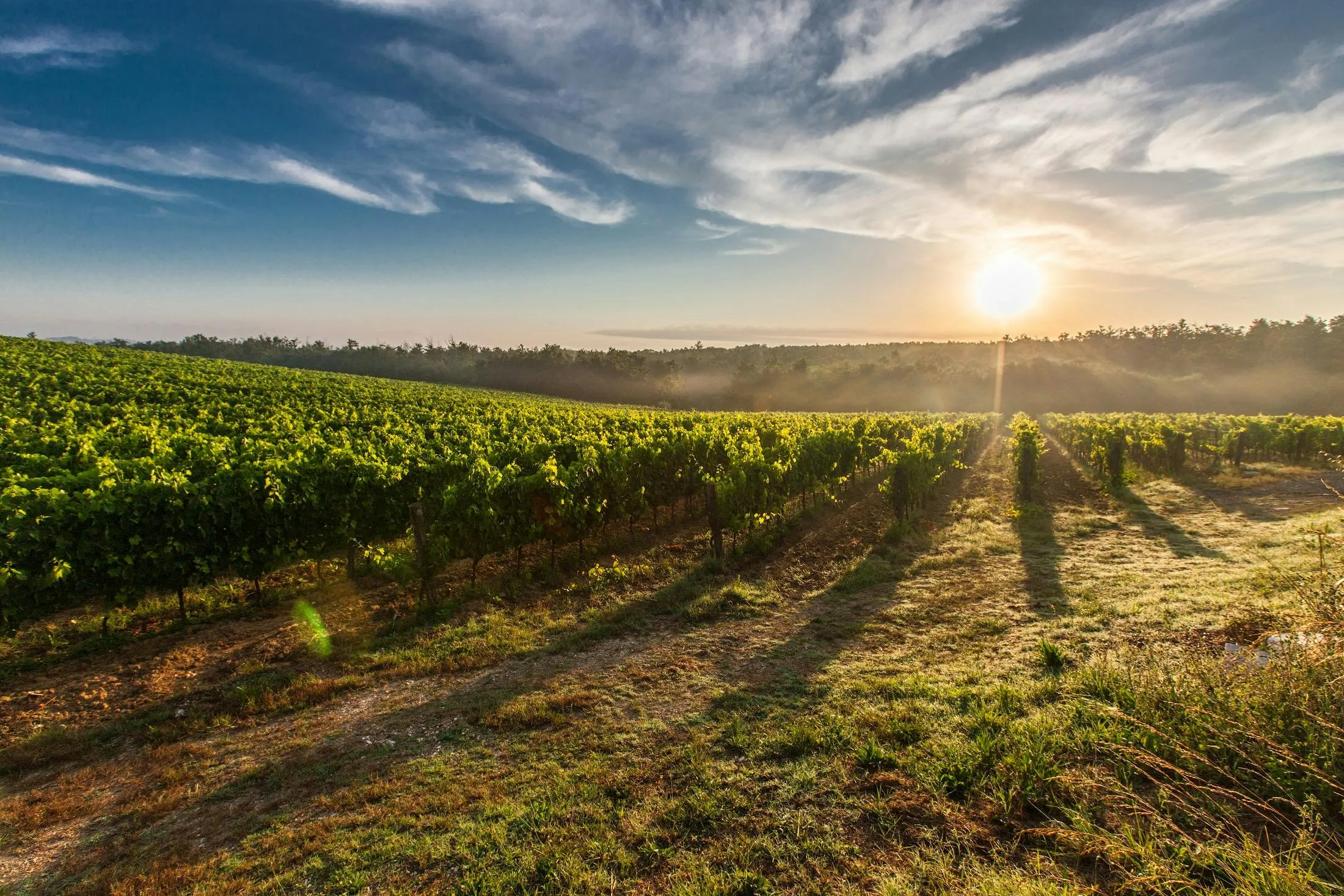 Sunny Vineyard Under a Bright Blue Sky with Clouds Image